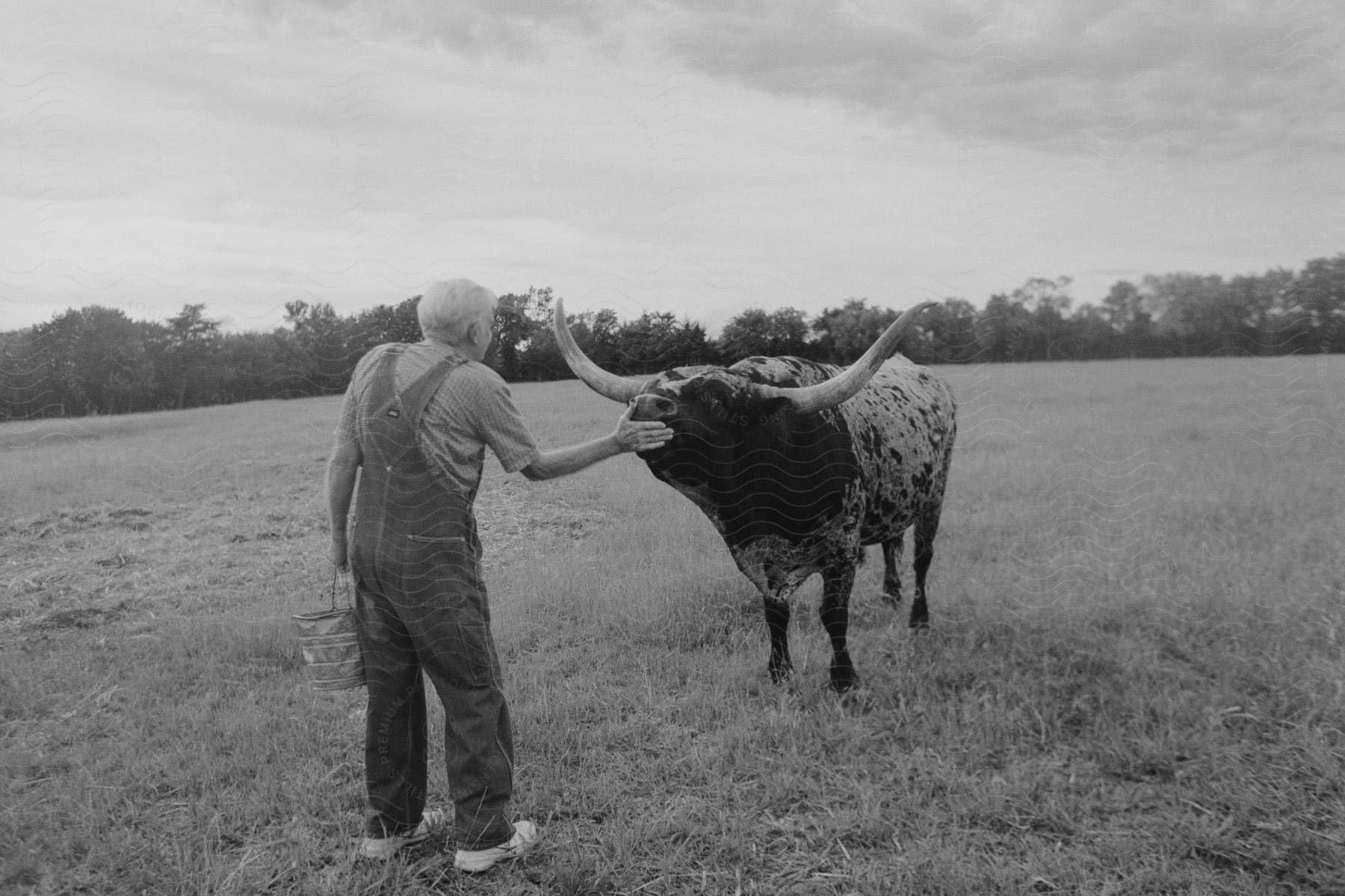 A shepherd feeding his cow in black and white outdoors during spring or summer