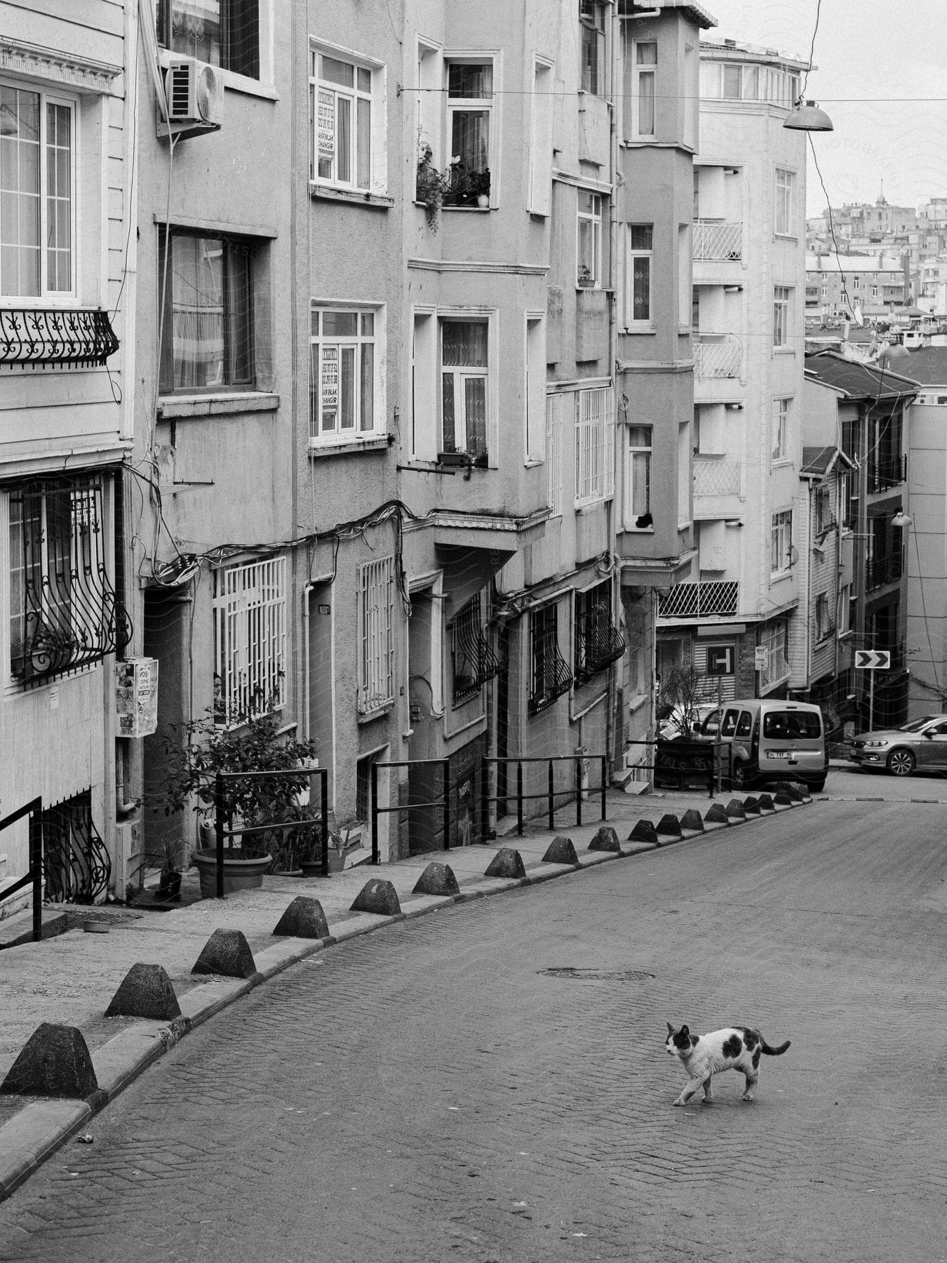 A cat walks along a brick road next to townhouses in a city