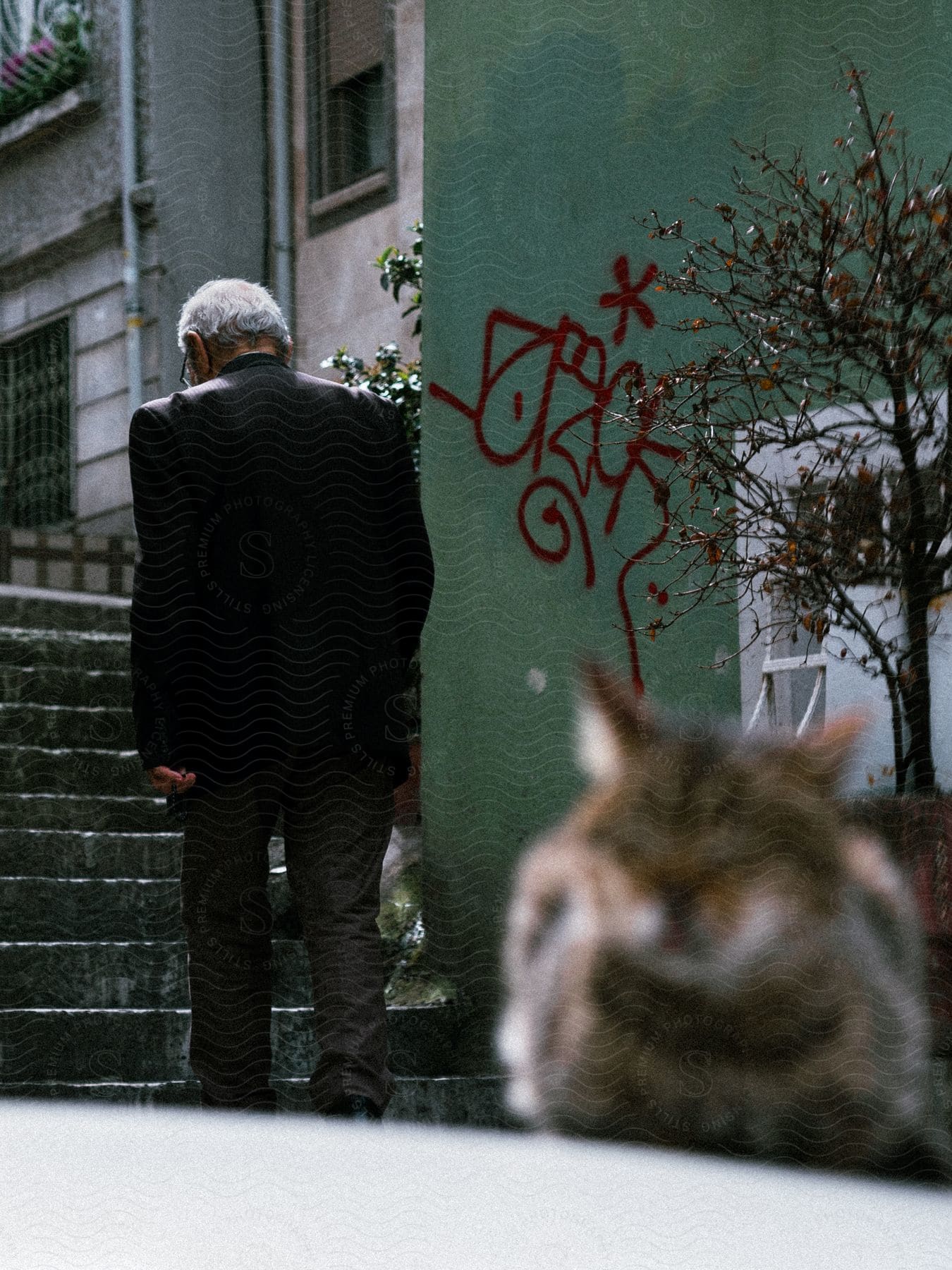 A man in a suit walks up city stairs while a cat rests in the foreground