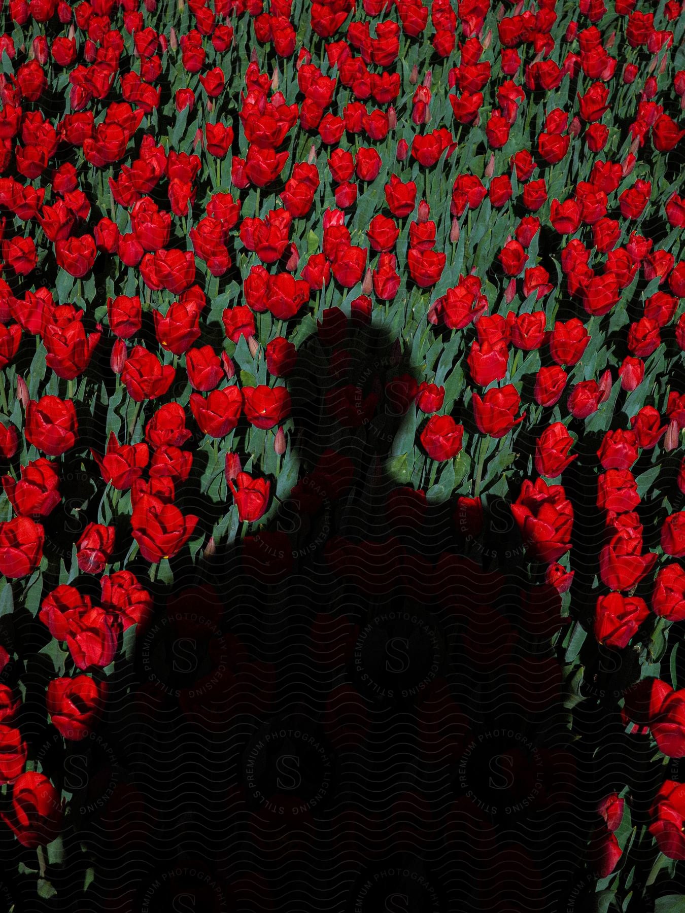 A black shadow looms over an illustrated field of red roses