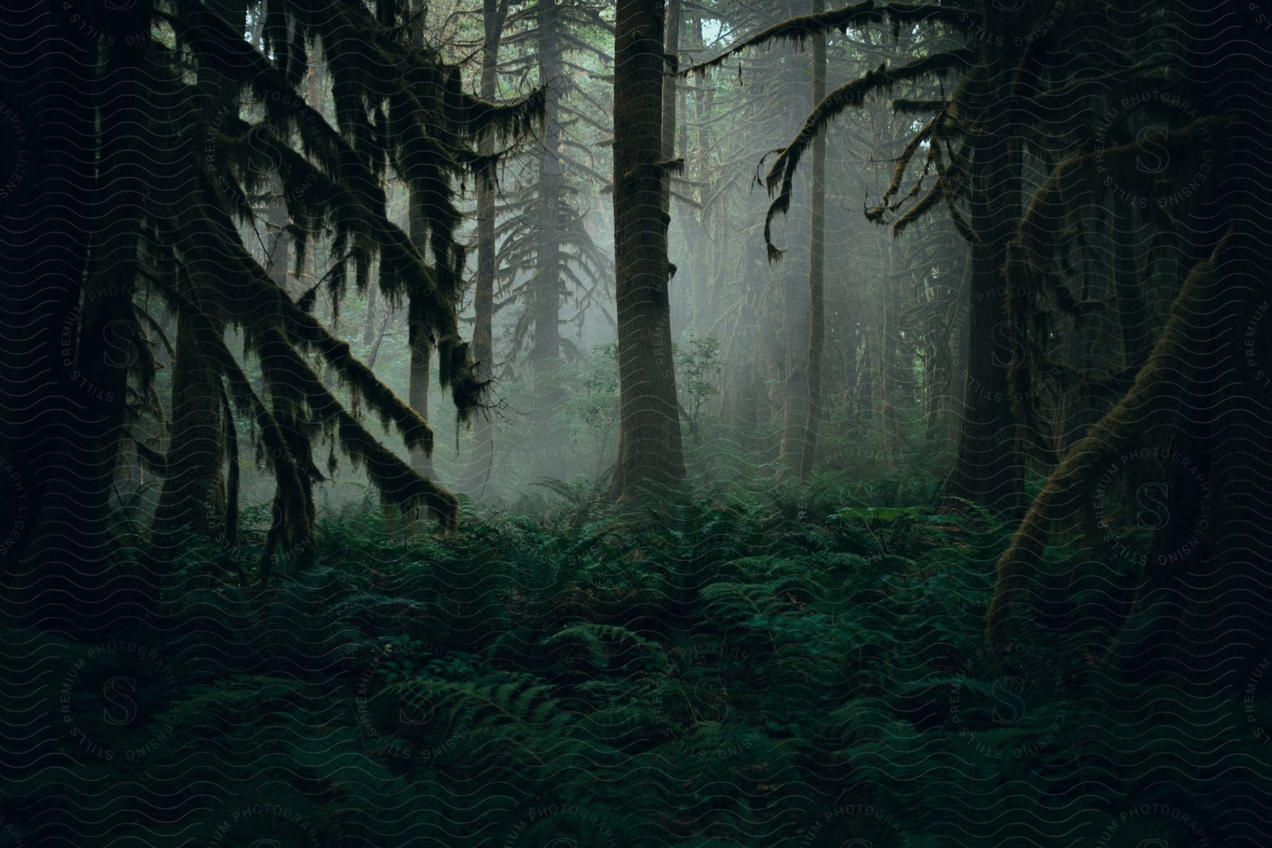 A ferncovered forest floor near a few fir trees in british columbia canada