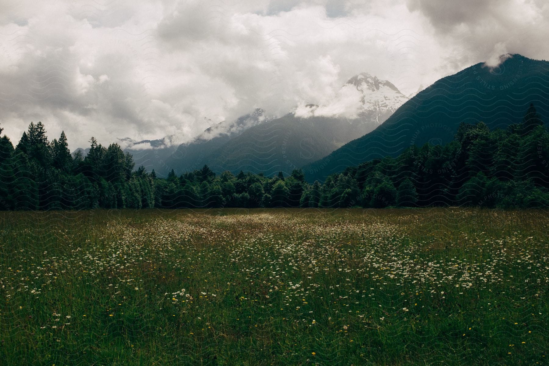 A field of flowers in the foreground a mountain range shrouded in clouds in the background and trees dotting the landscape in british columbia canada