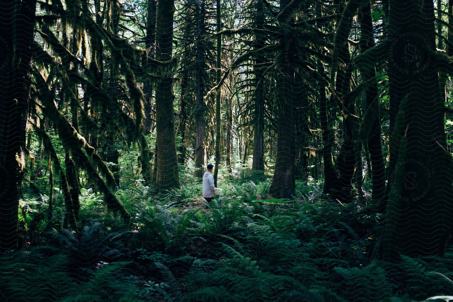 A young adult hiking on a path through a woodland in british columbia