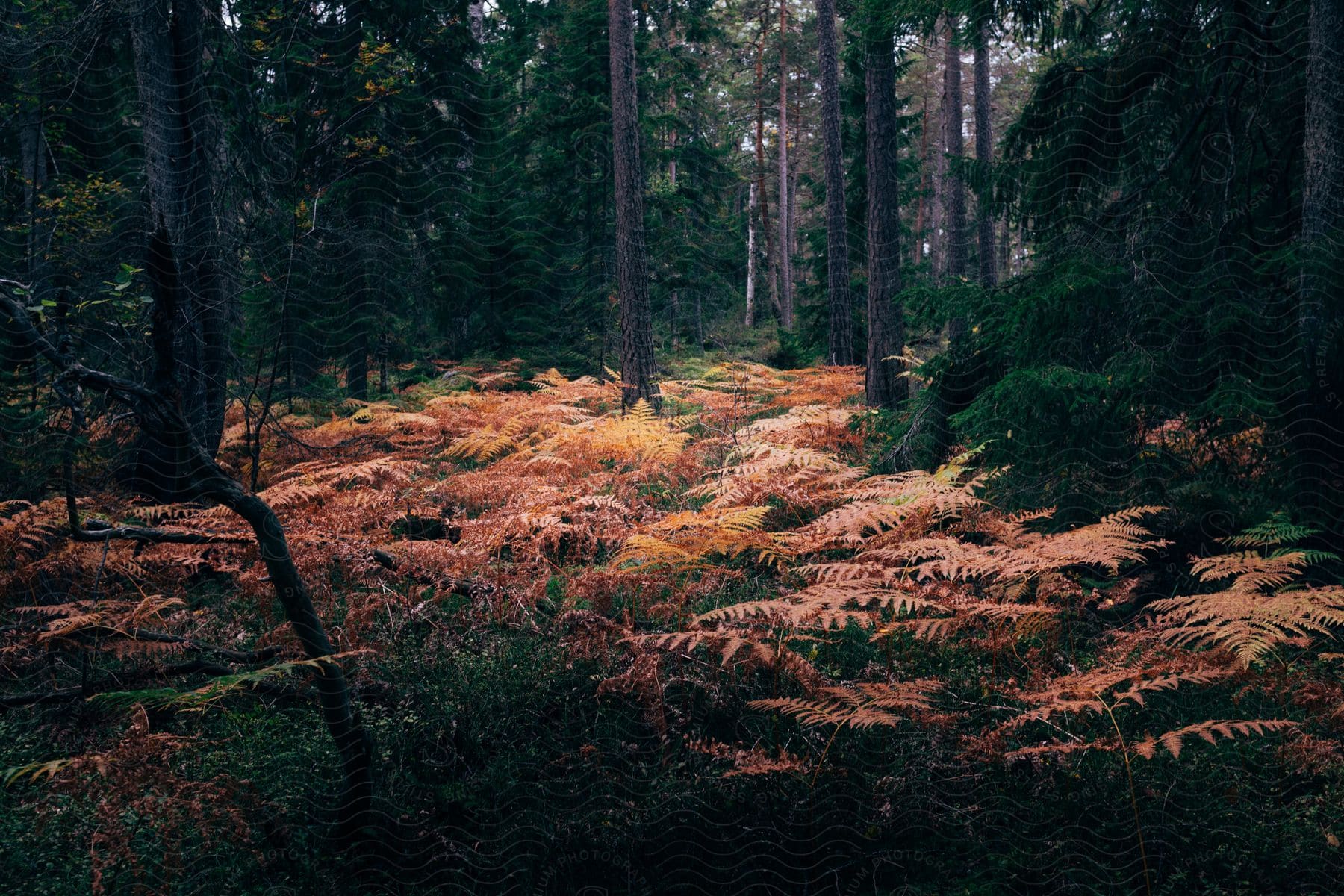 Red and green bushes form the lower layer of vegetation in a forest in british columbia canada