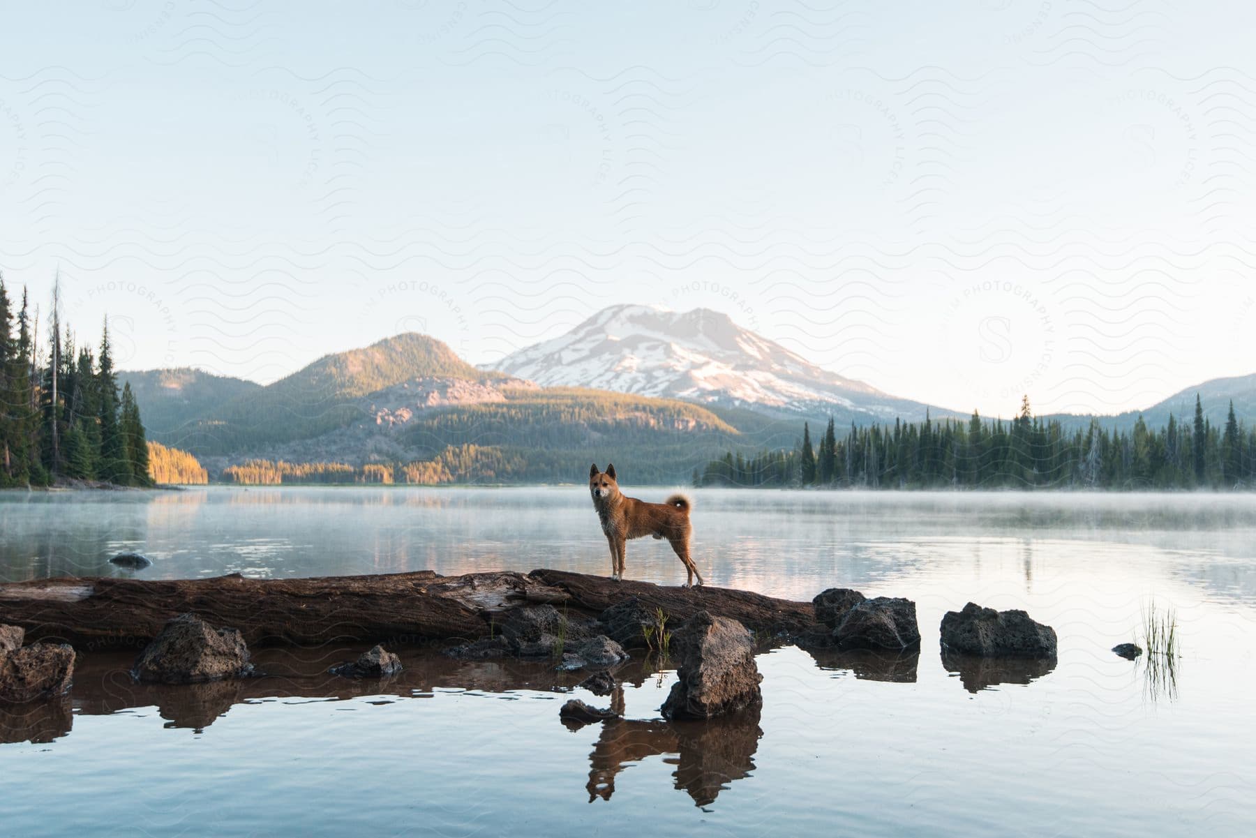 A dog walking near a body of water in the outdoors