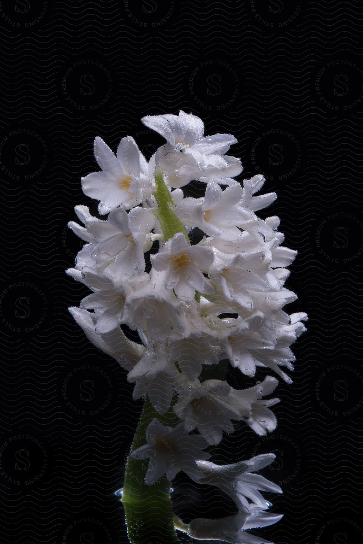 A white flower in the dark with low key lighting