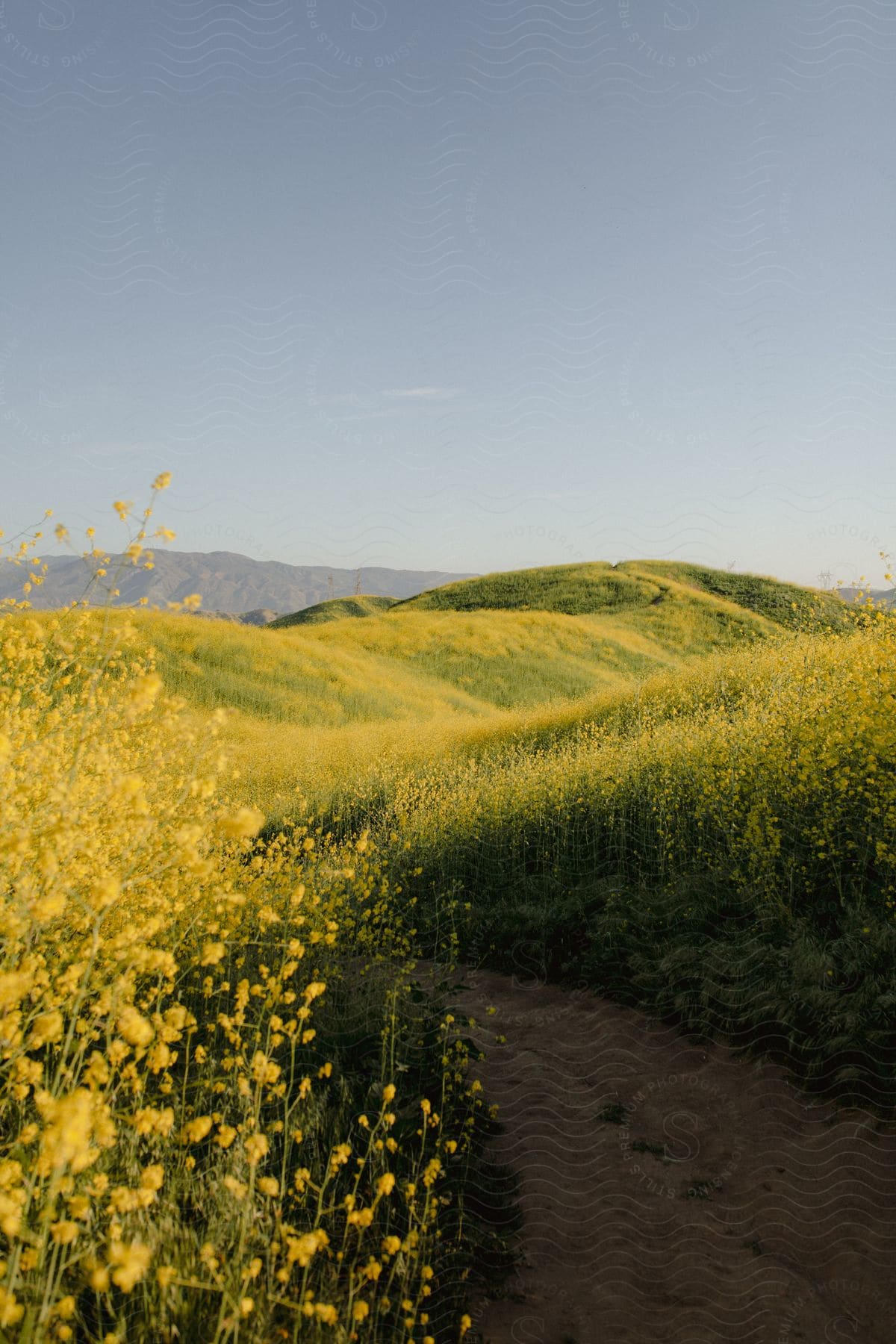 Vibrant yellow grass covers a vast land with a majestic hill rising in the distance and a clear cloud hovering above creating a serene scene