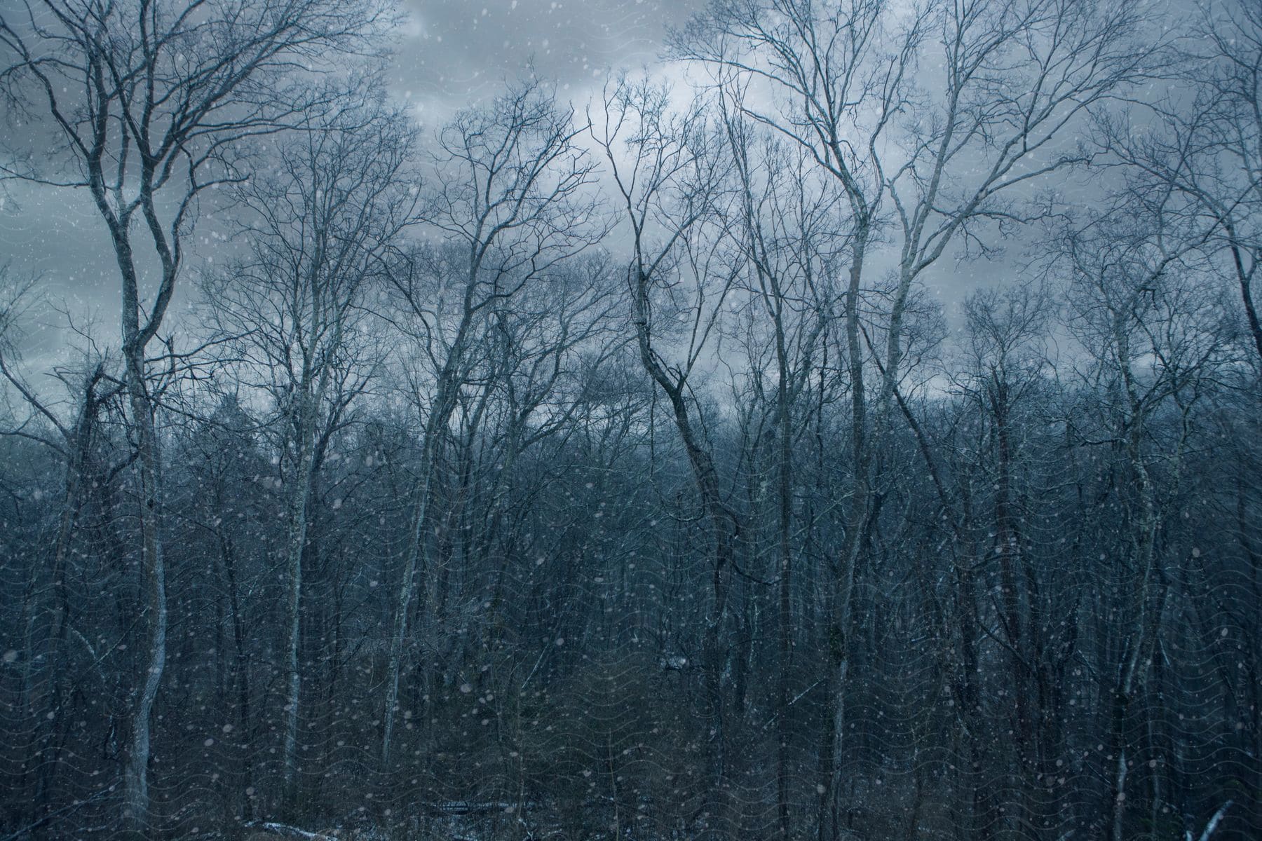 Snow falling over bare trees in a forest under an overcast sky