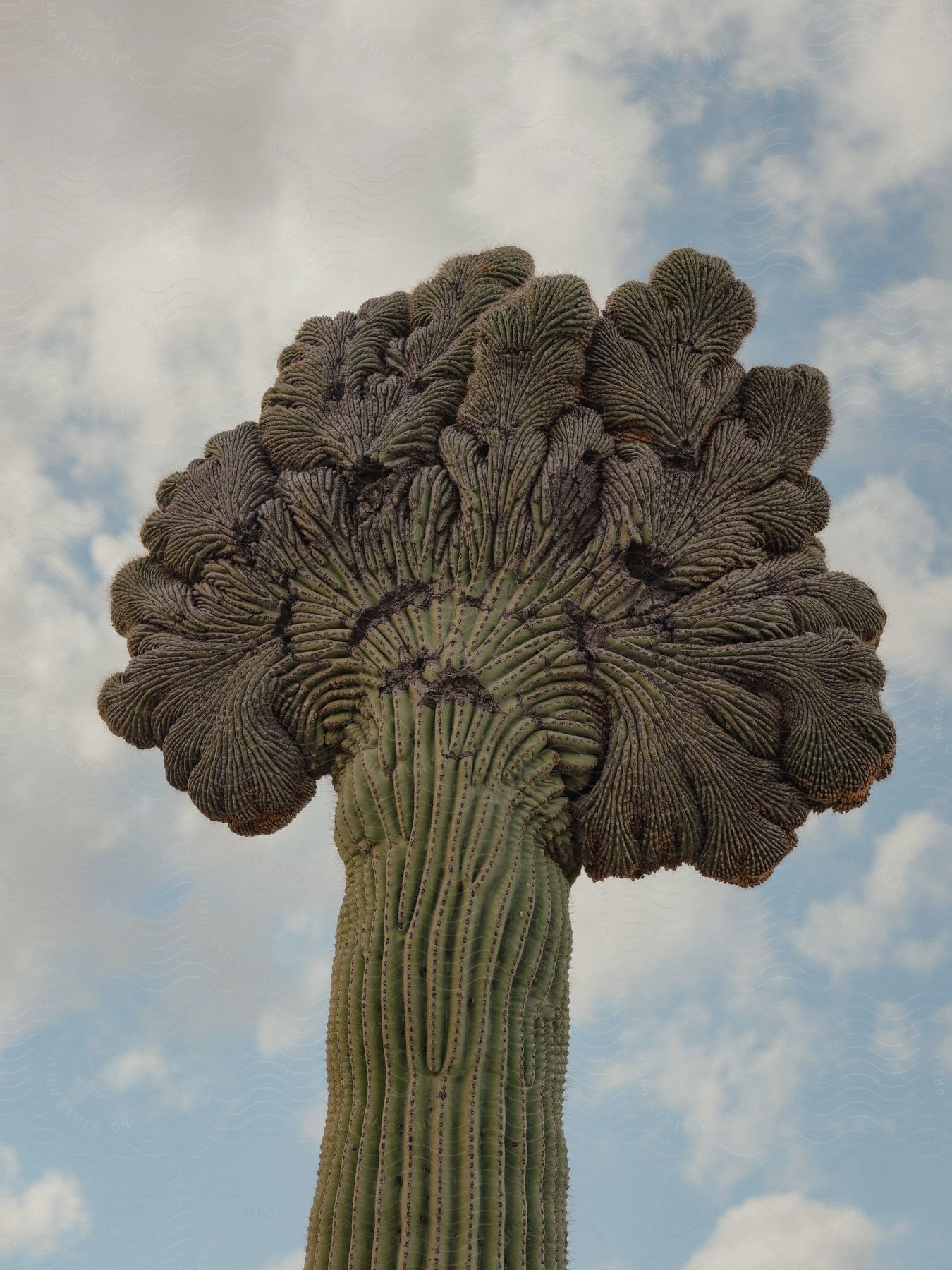 A cactuslike plant stands tall against a blue sky with white clouds