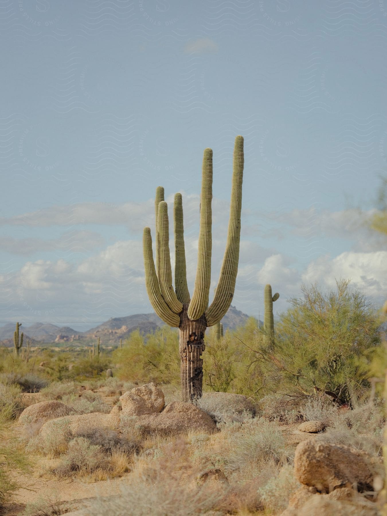 A solitary saguaro cactus stands tall in the vast desert with majestic mountains in the distance