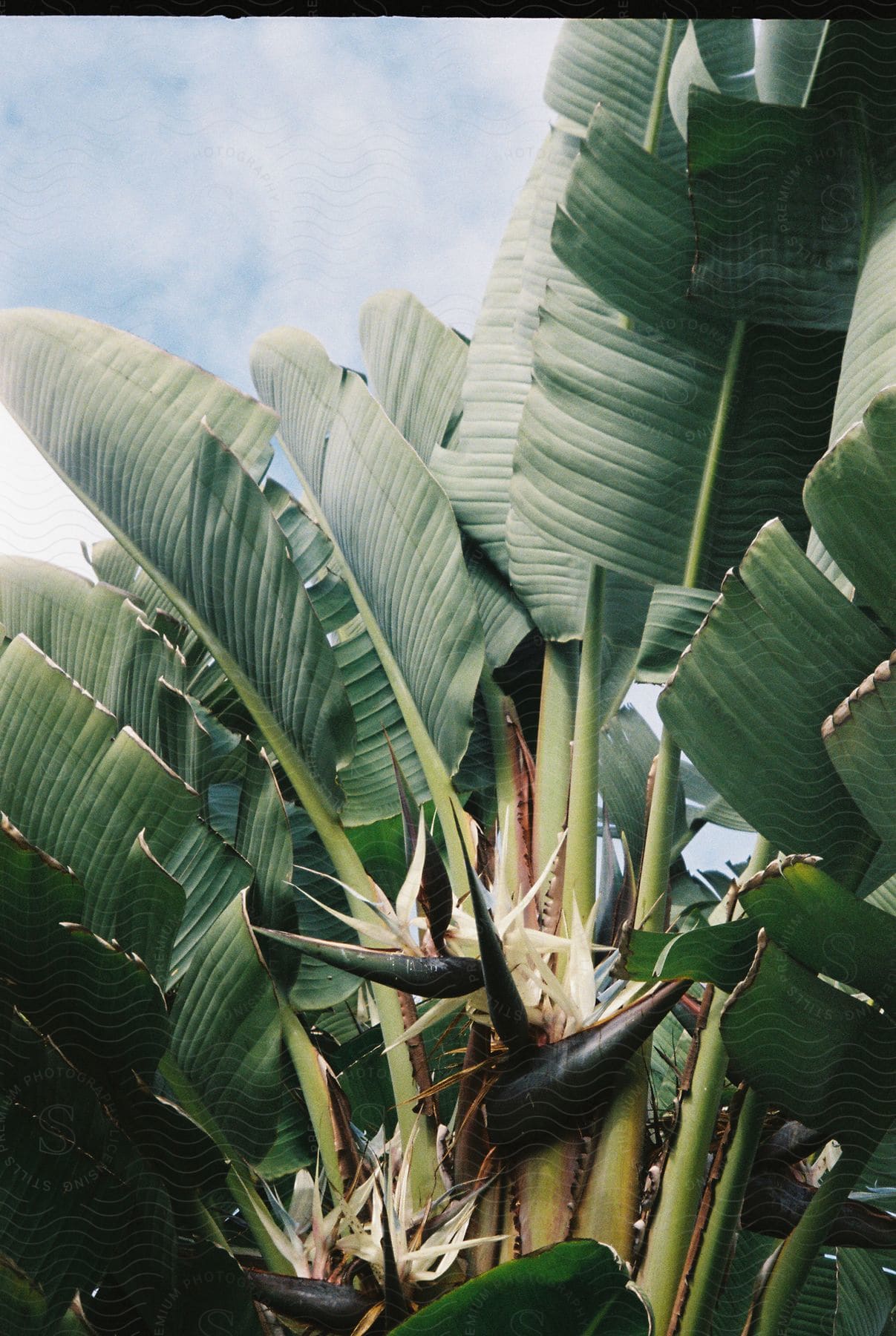 Close up of white flowers on a palm tree in the tropics