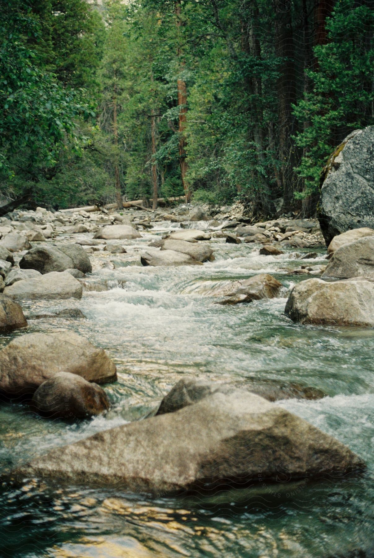 Creek flowing through forest with rocks