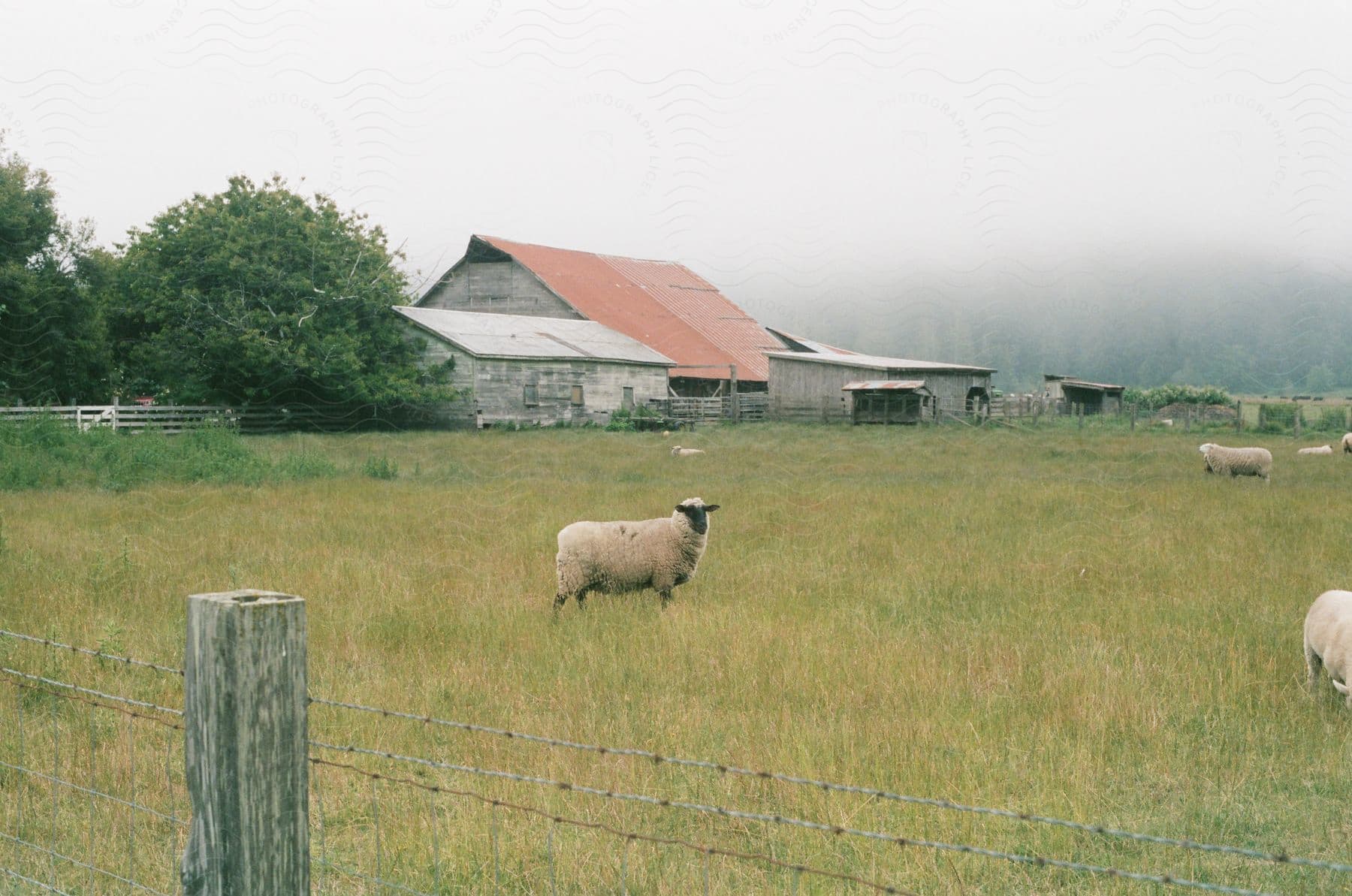 Sheep stand in a grassy pasture near a farm