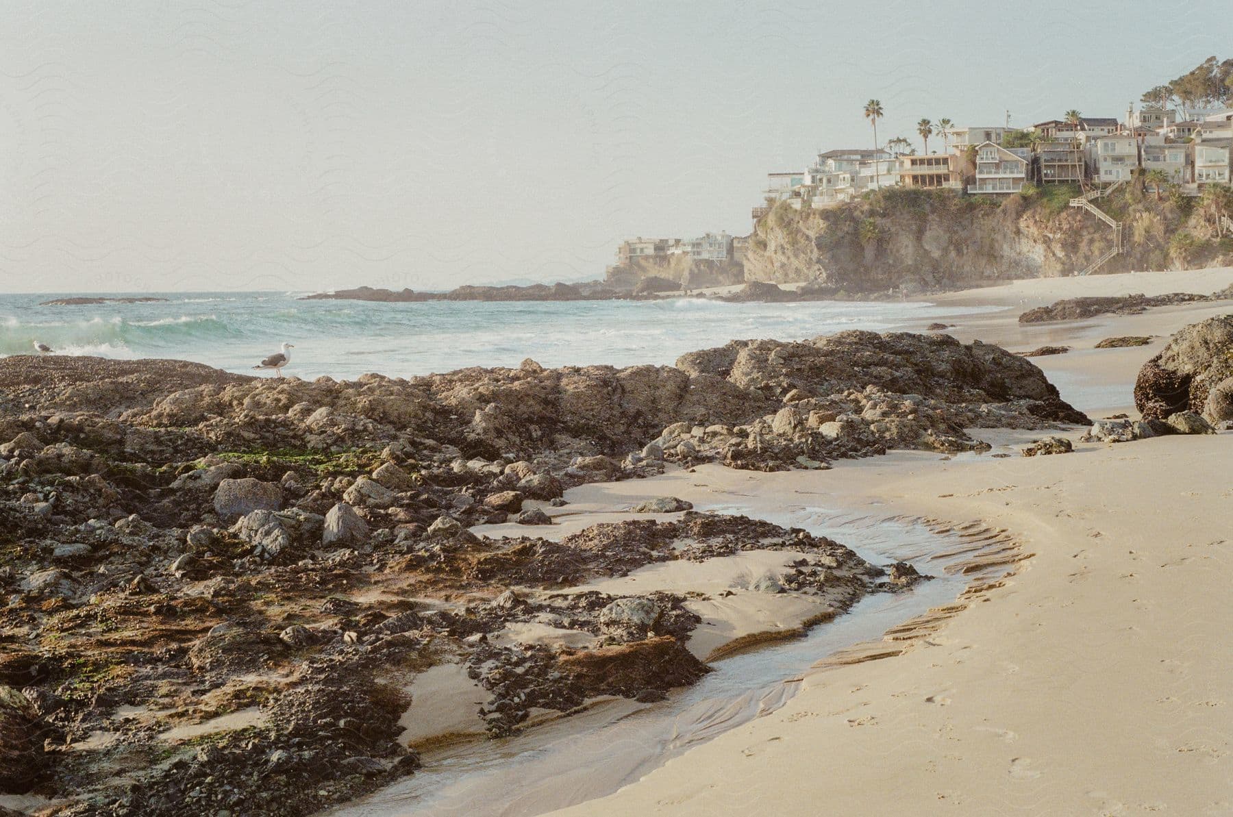 Birds perched along the coast below a beachside neighborhood