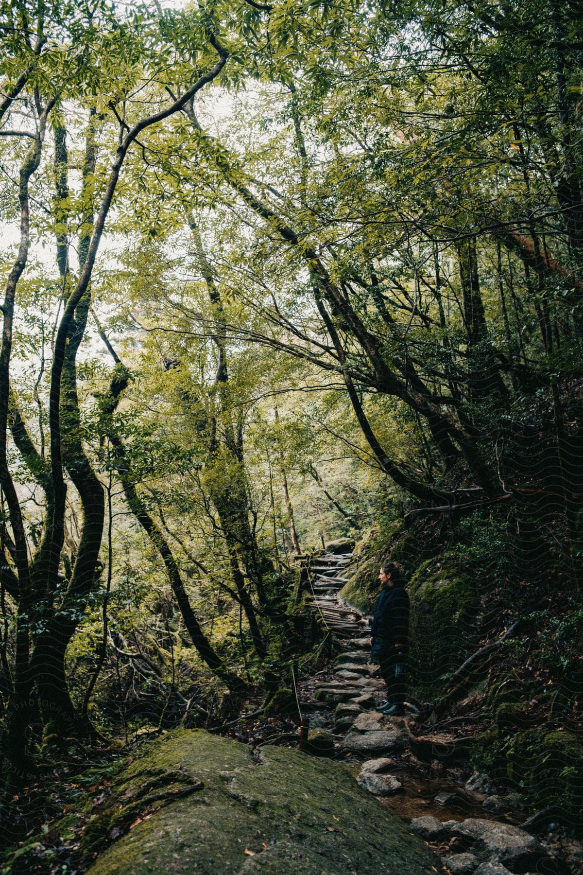 A woman stands alone within a forest at the base of a set of stairs made with large stones.