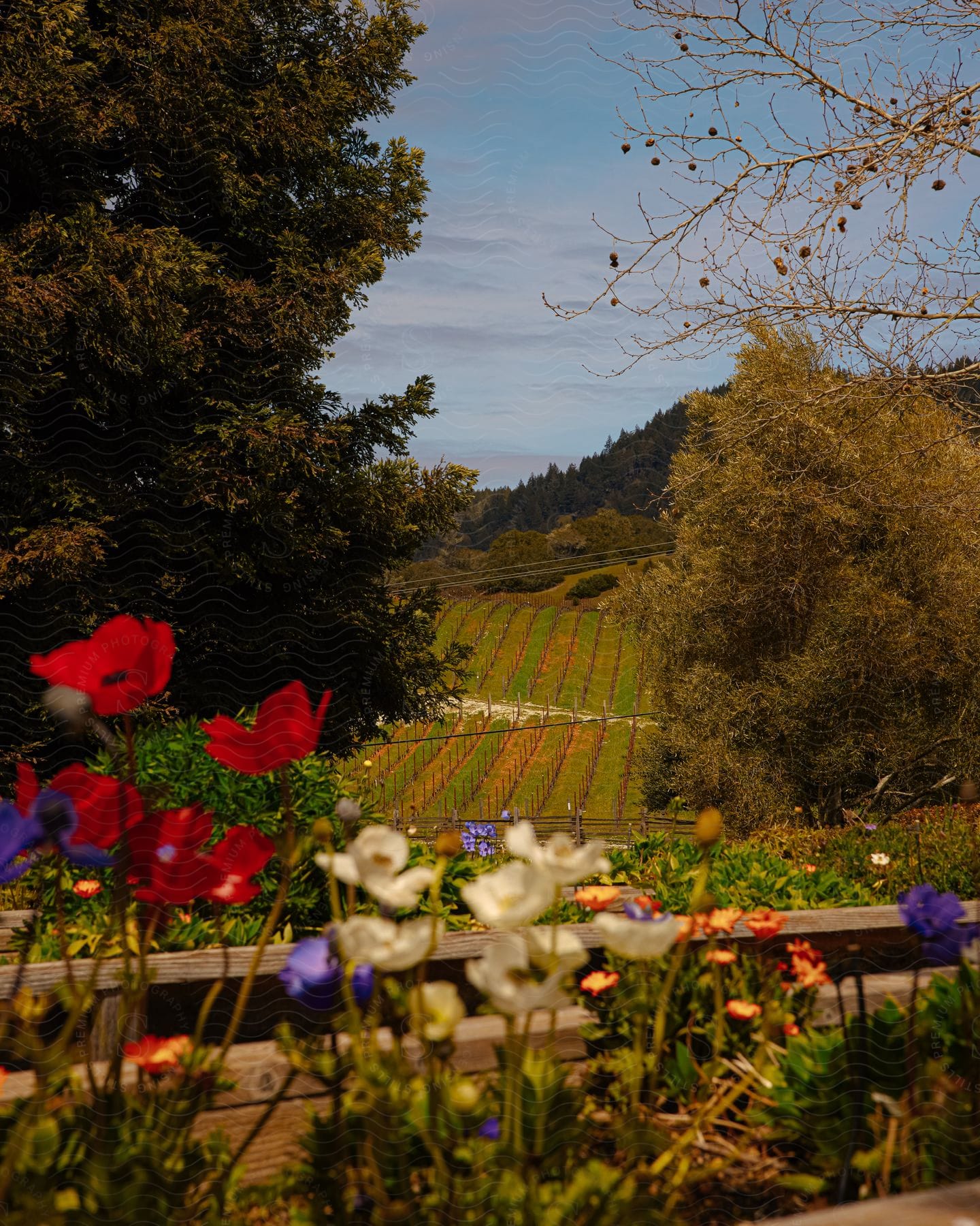 A vineyard surrounded by a garden of flowers and trees against a blue sky in anderson valley california