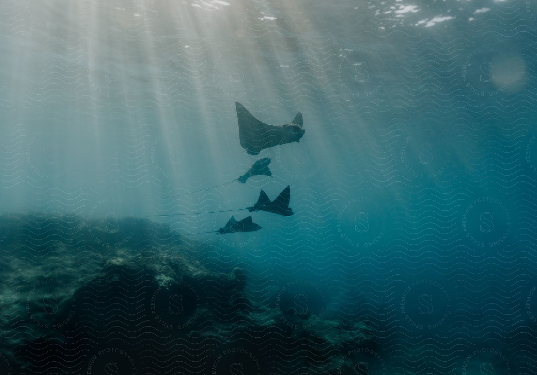 Aetobatus ocellatus swimming in clear water with sunlight shining through