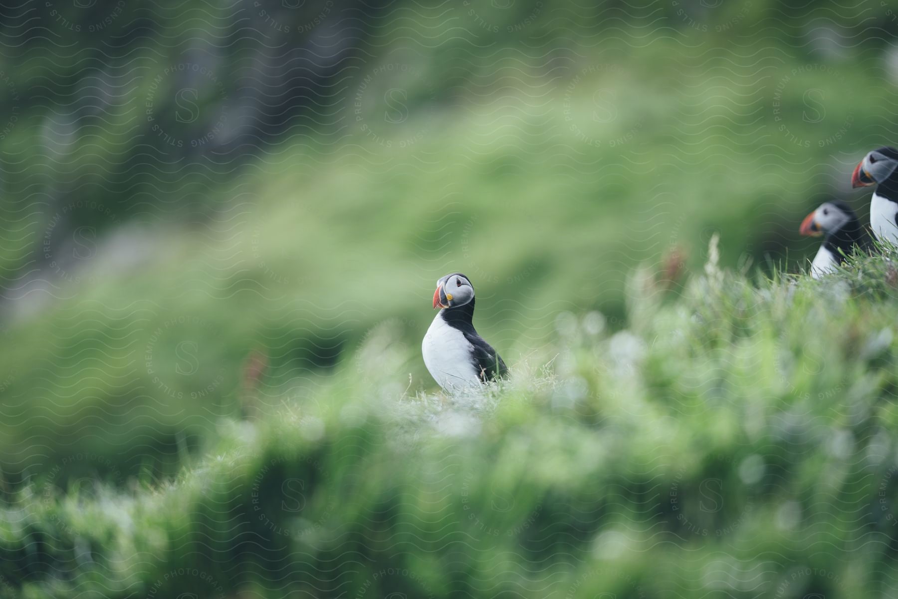 Three penguins walking on a grass field