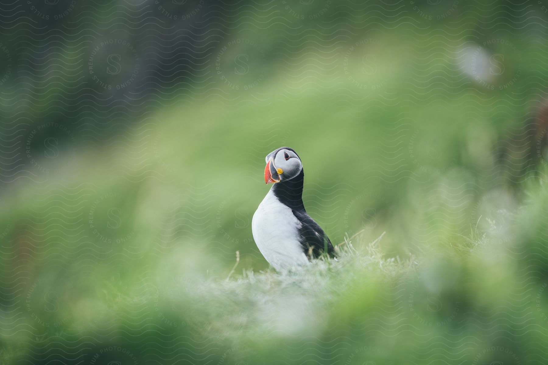 A bird with a beak called a puffin