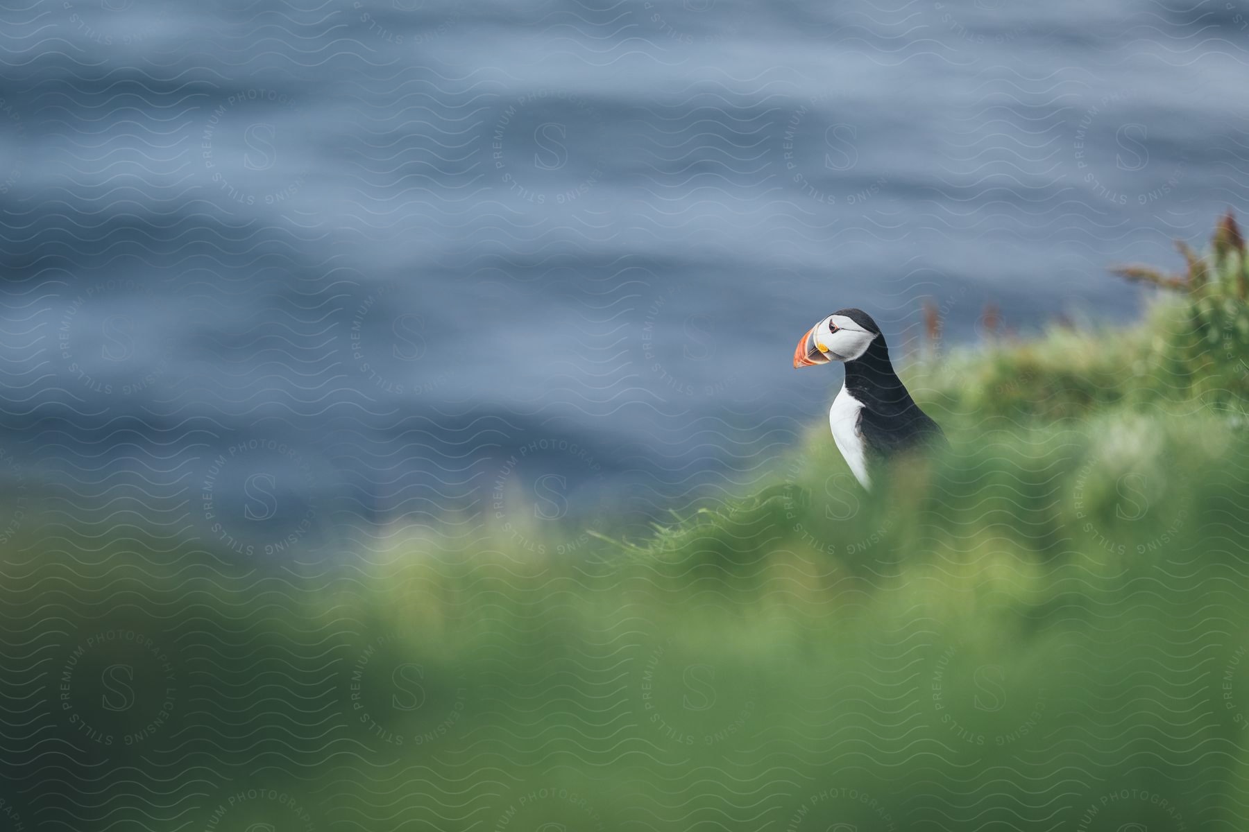 An atlantic puffin perched near the water