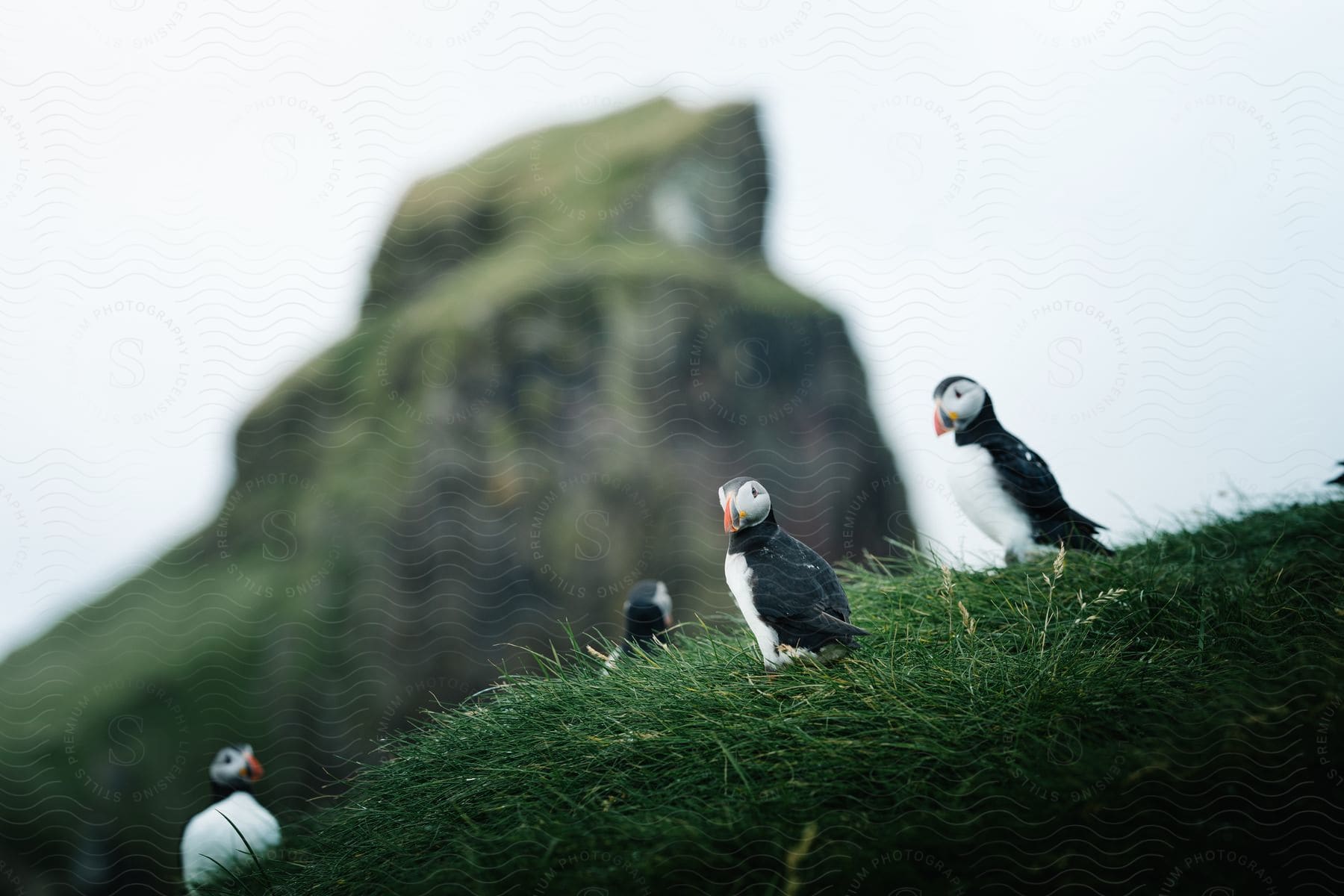 An atlantic puffin standing in the grass with a beak