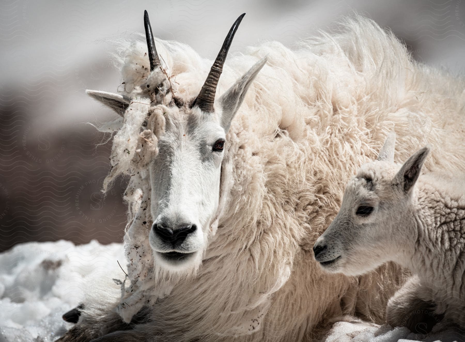 Two goats sitting near snow in beartooth pass montana