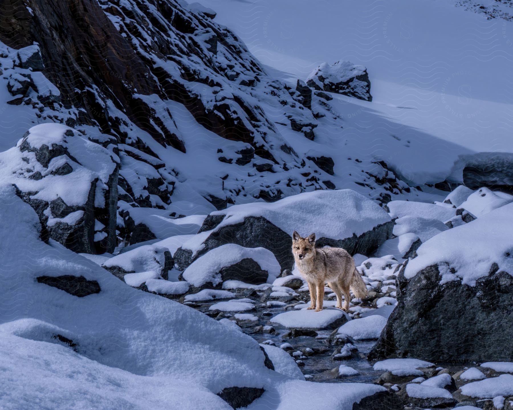 A fox stands on a rock in a stream with a snowcovered mountain range surrounding it