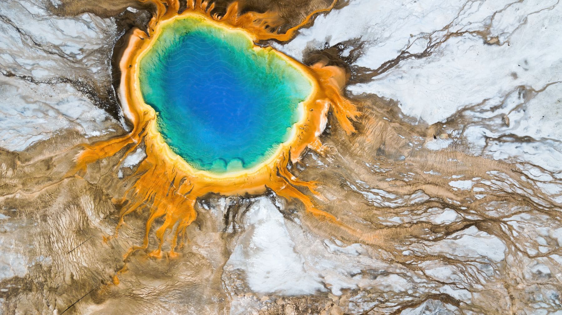 Hollow tree trunk with tree roots spreading out over the snow in yellowstone national park