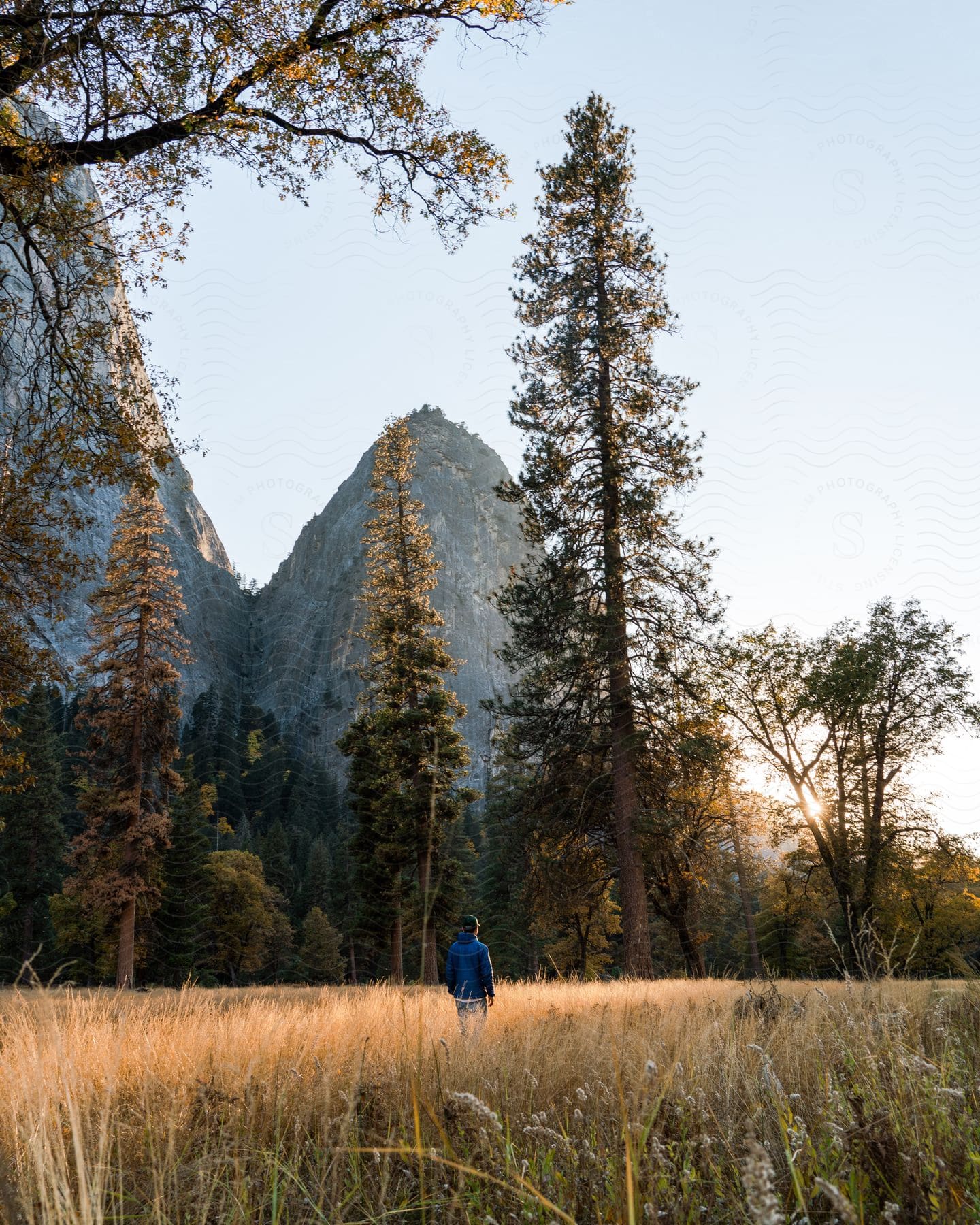 A man walks through tall trees with mountains in the distance