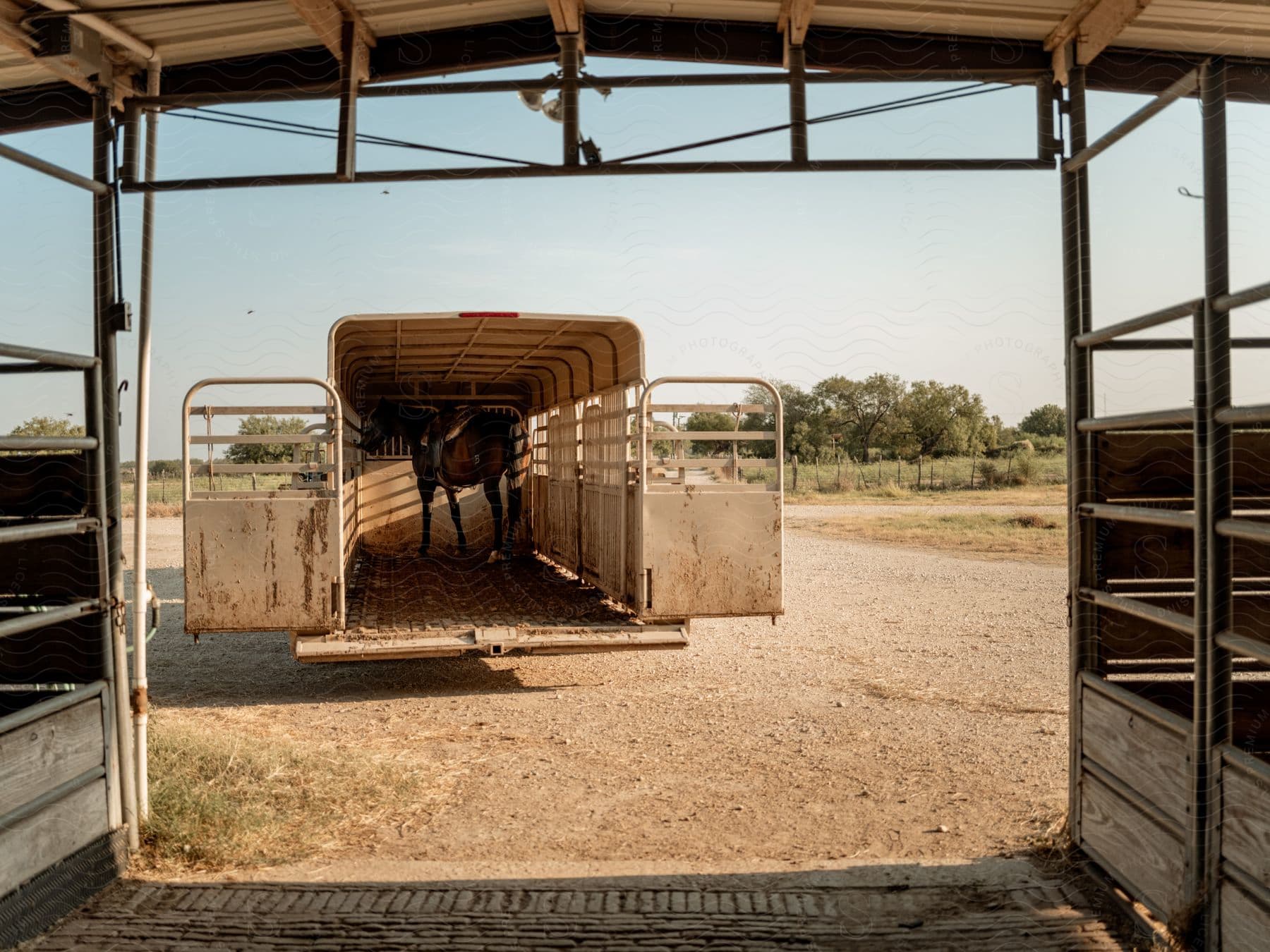 A barn looking into a trailer with a horse inside