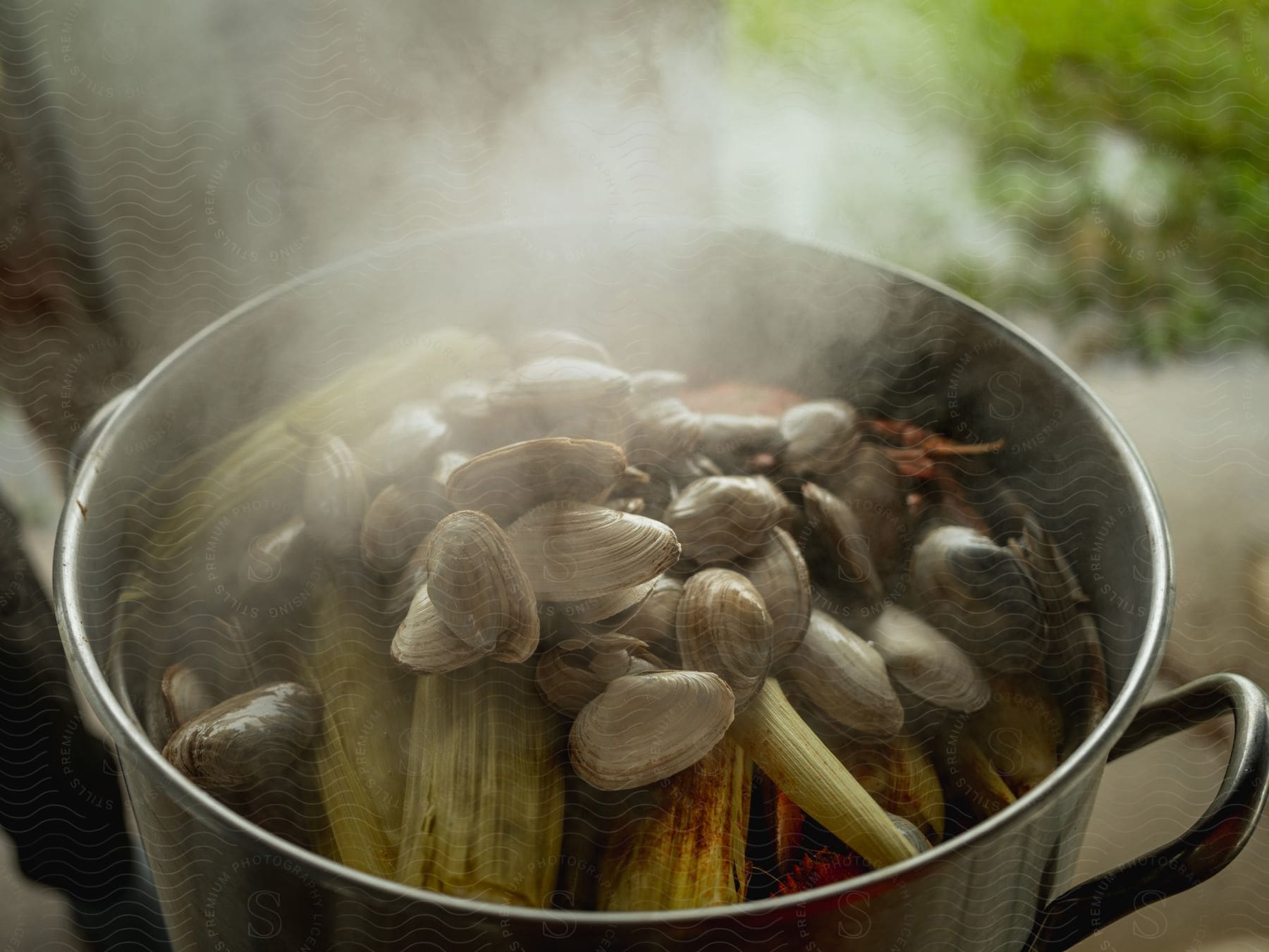 Ears of corn and clams boiling in a pot of water