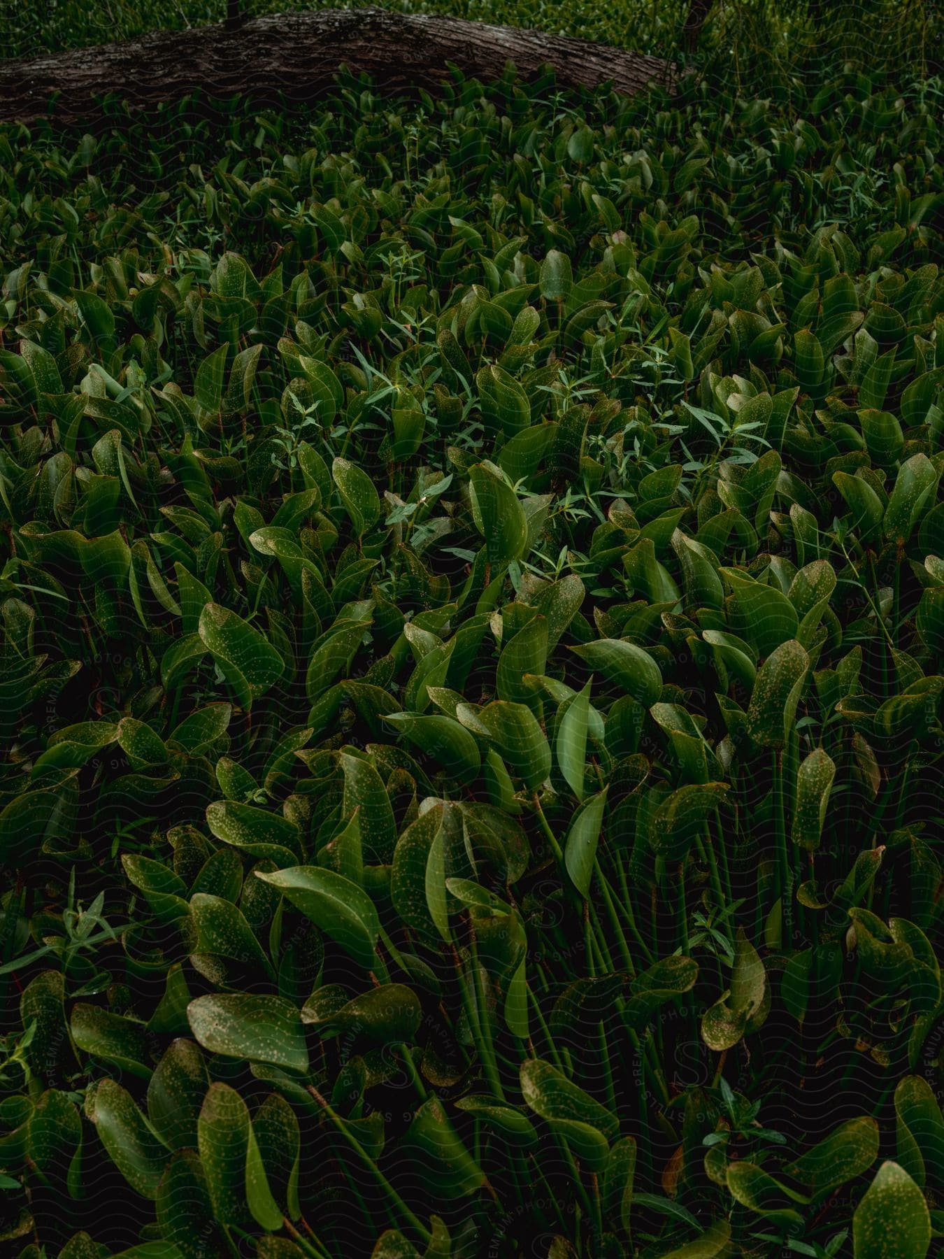 Healthy crops growing outdoors in the daytime