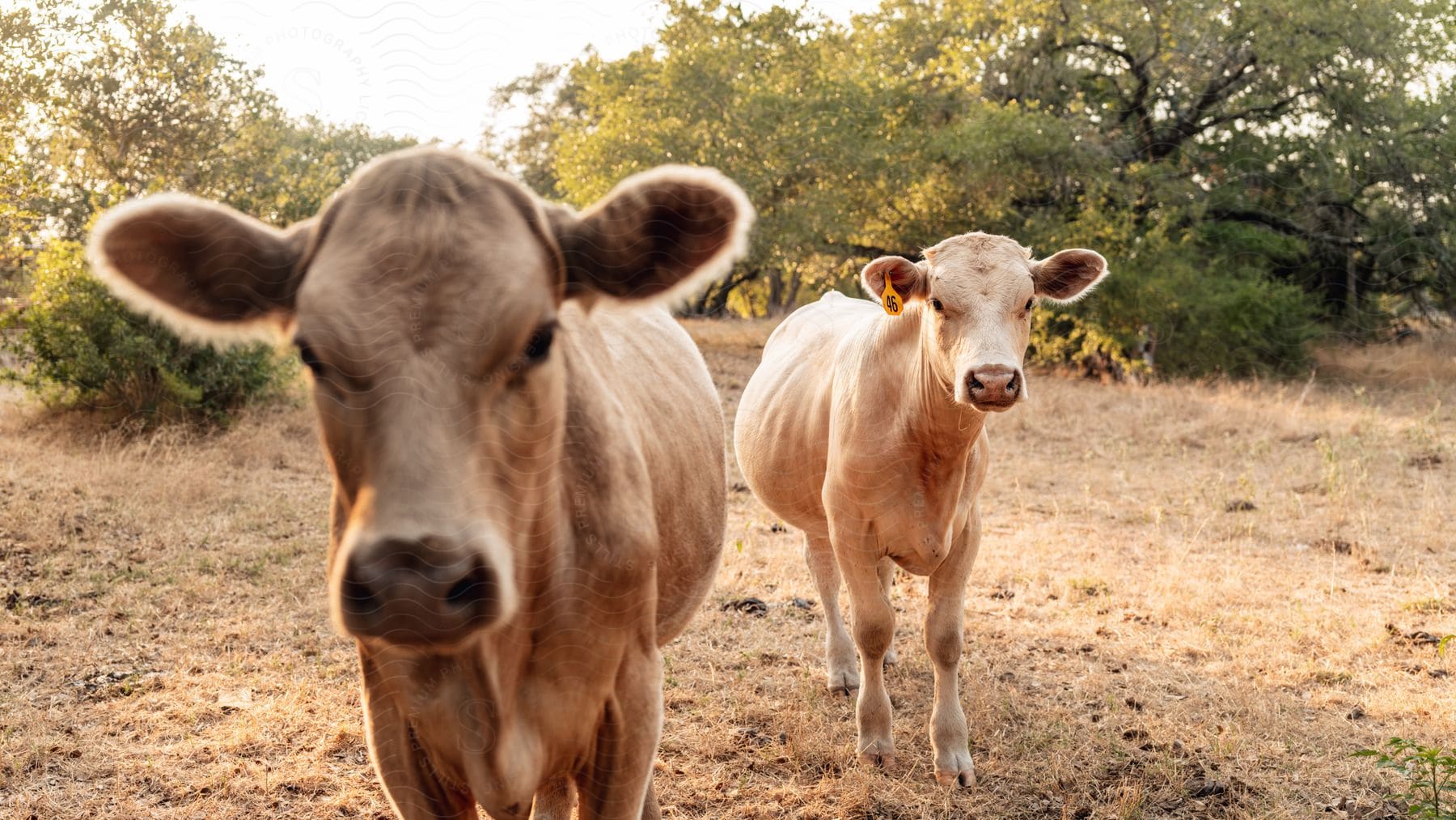 A cow in a natural landscape with trees and plants