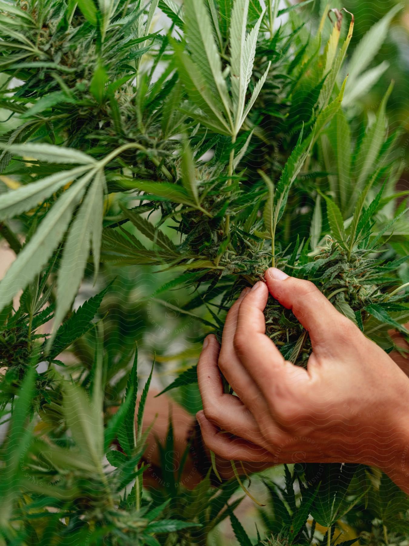 A hand holding a hemp plant