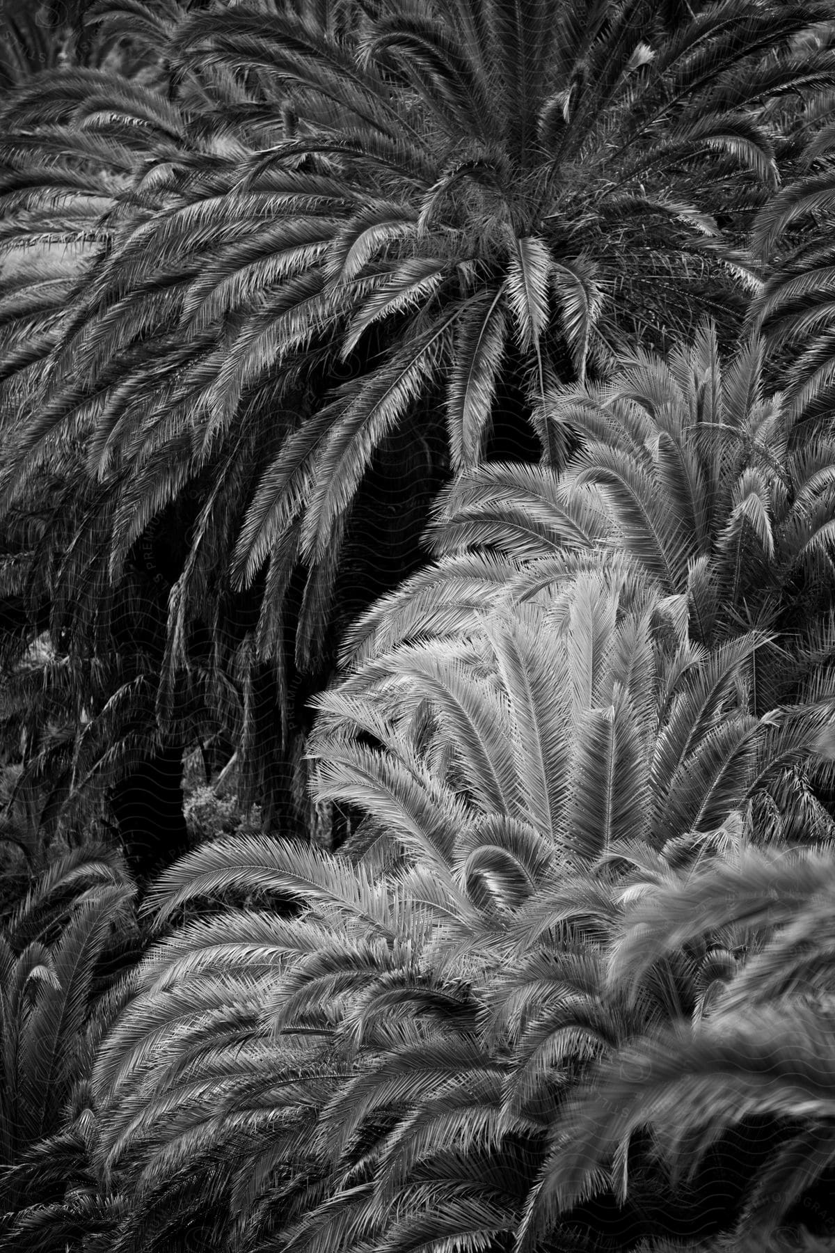 A blackandwhite photo of a frostcovered palm tree in tenerife