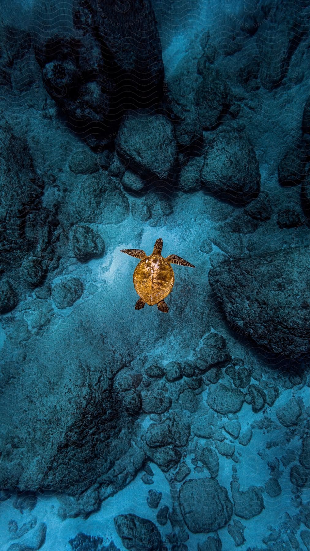 A sea turtle floating near rocks at the bottom of the water