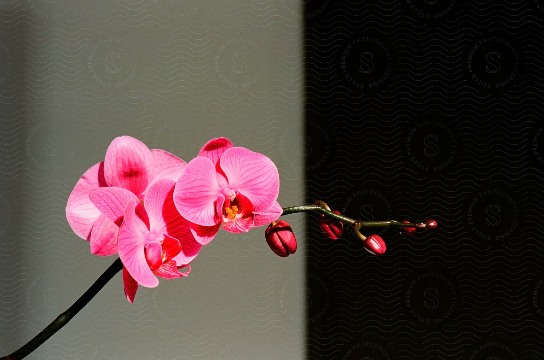 Pink orchids against a split color background of grey and black