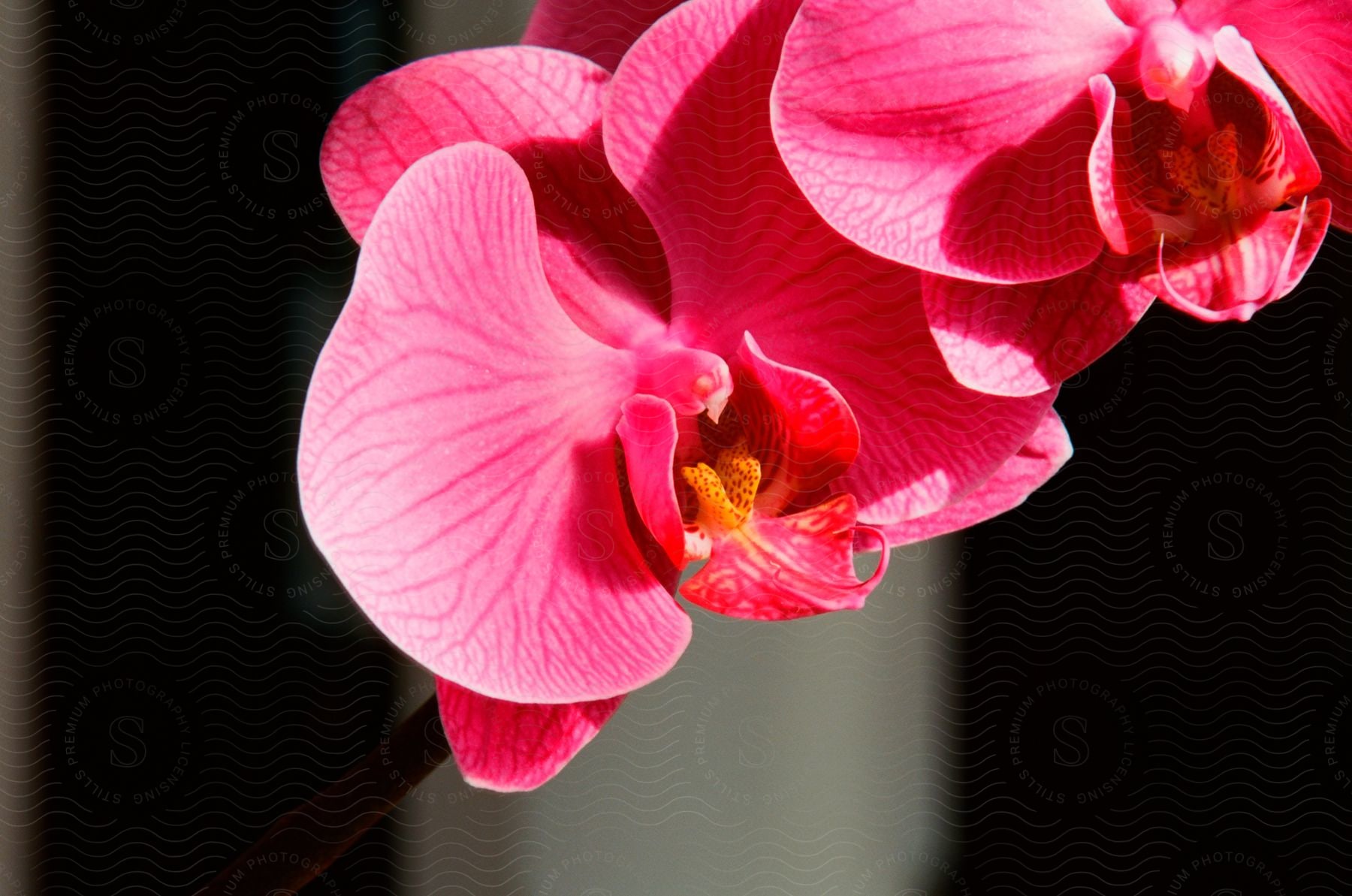 Pink orchid flower with hot pink petals