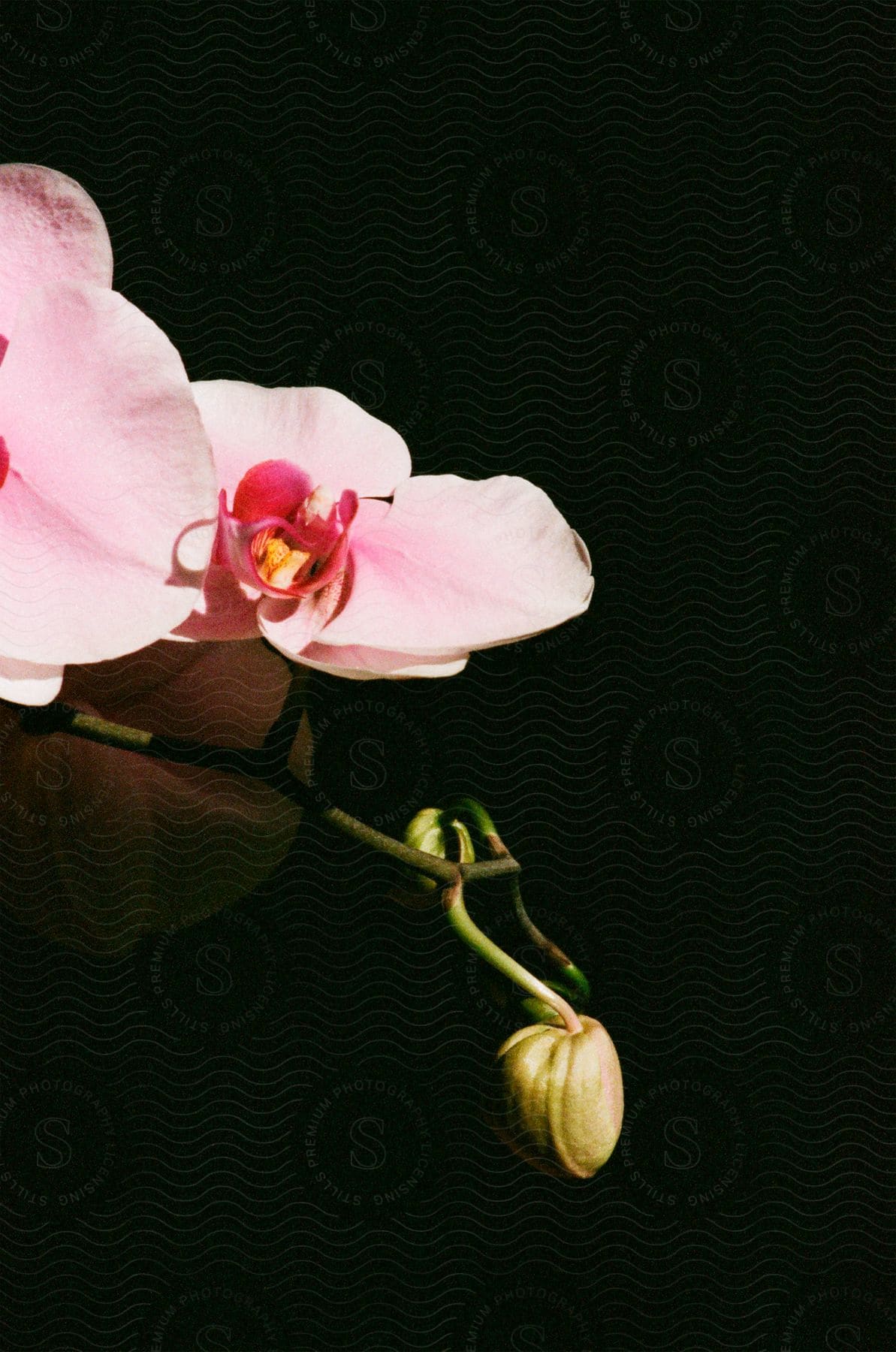 Pink orchid flowers with dark pink centers and a flower bud below