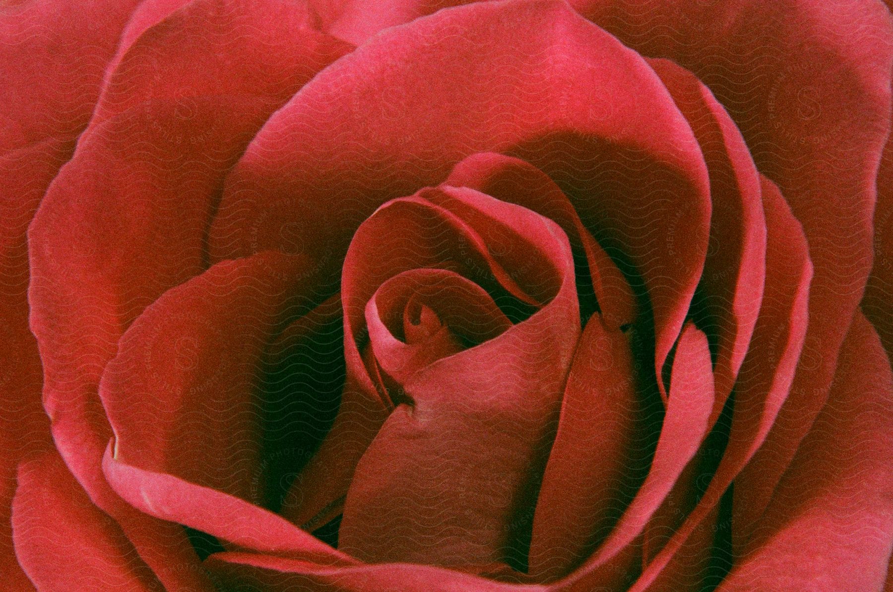 Red rose with lush petals in extreme closeup