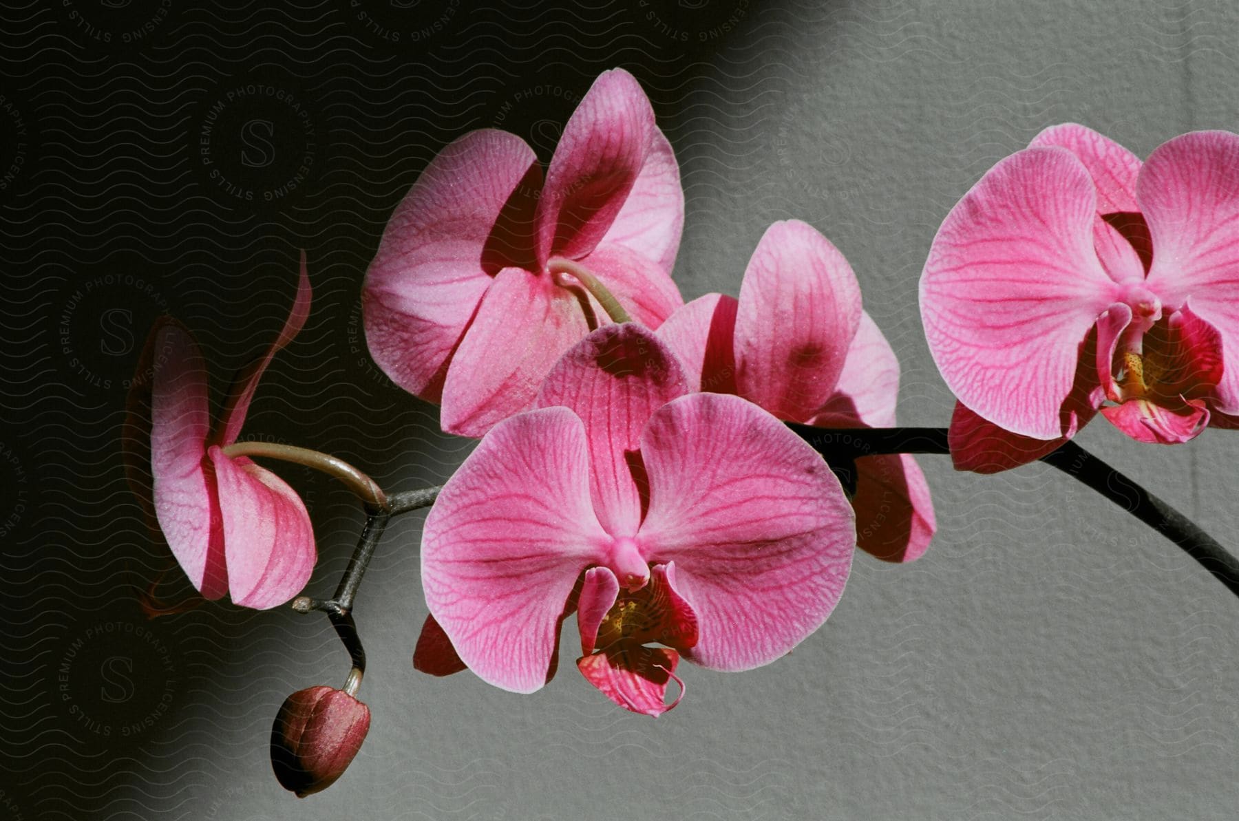 Pretty pink orchid flowers are shown up close and still attached to their stem