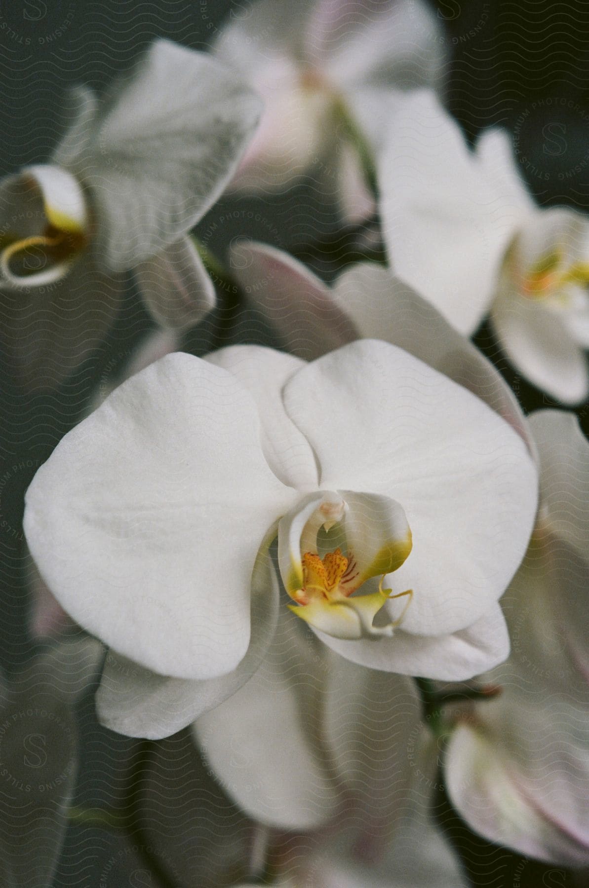 White orchid flowers with a yellow center