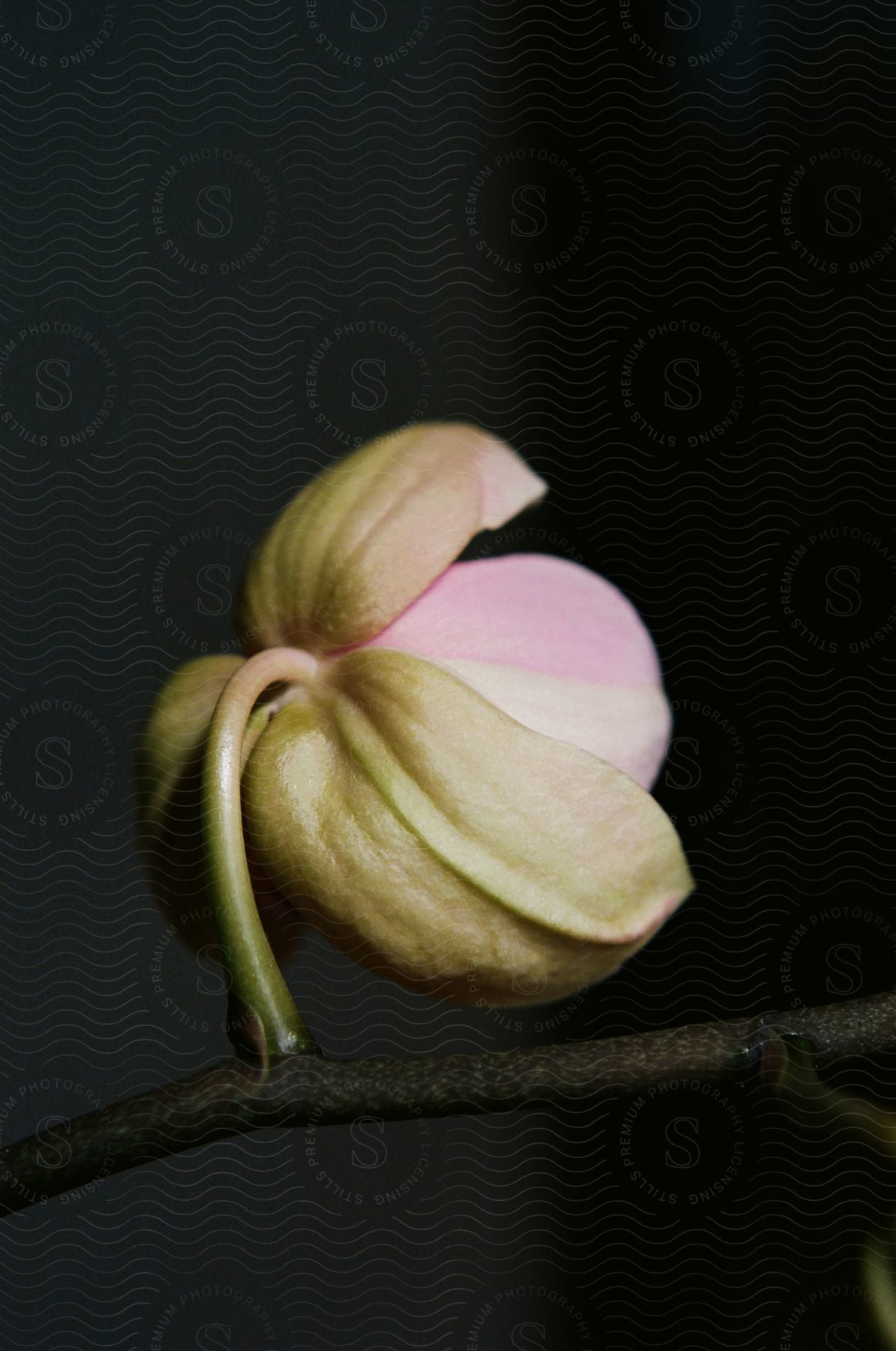 A pink and white flower bud on a branch against a black background