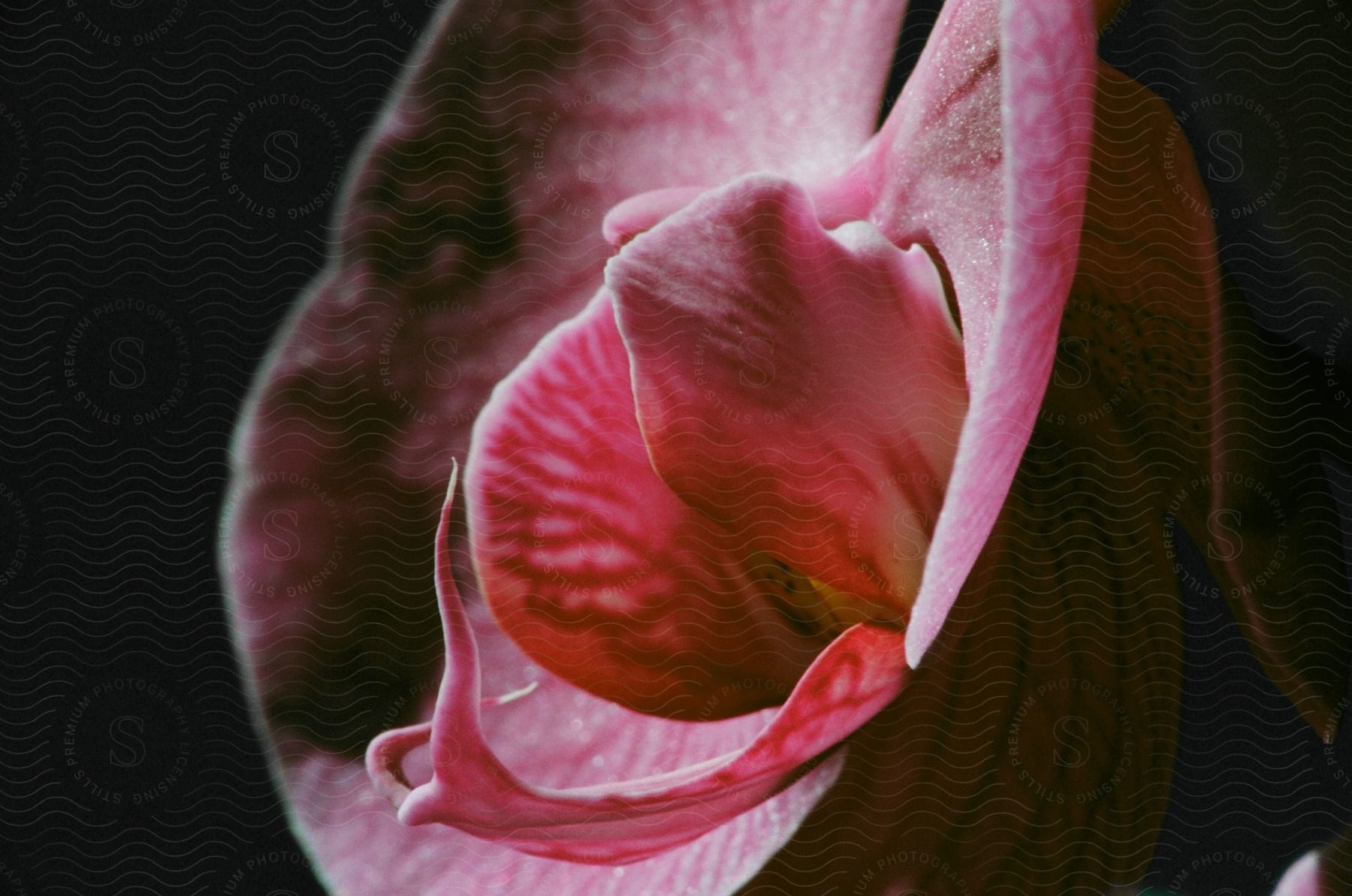 A pink white and red flower on a black background