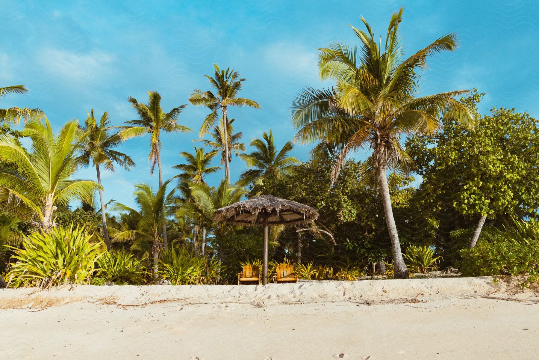 Landscape of tropical beach with palm trees and armchairs in the background