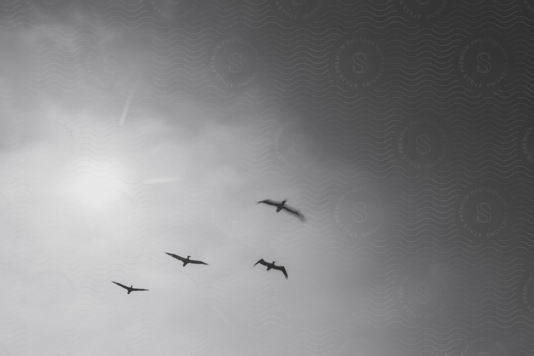 Stock photo of sea birds flying across a cloudy sky