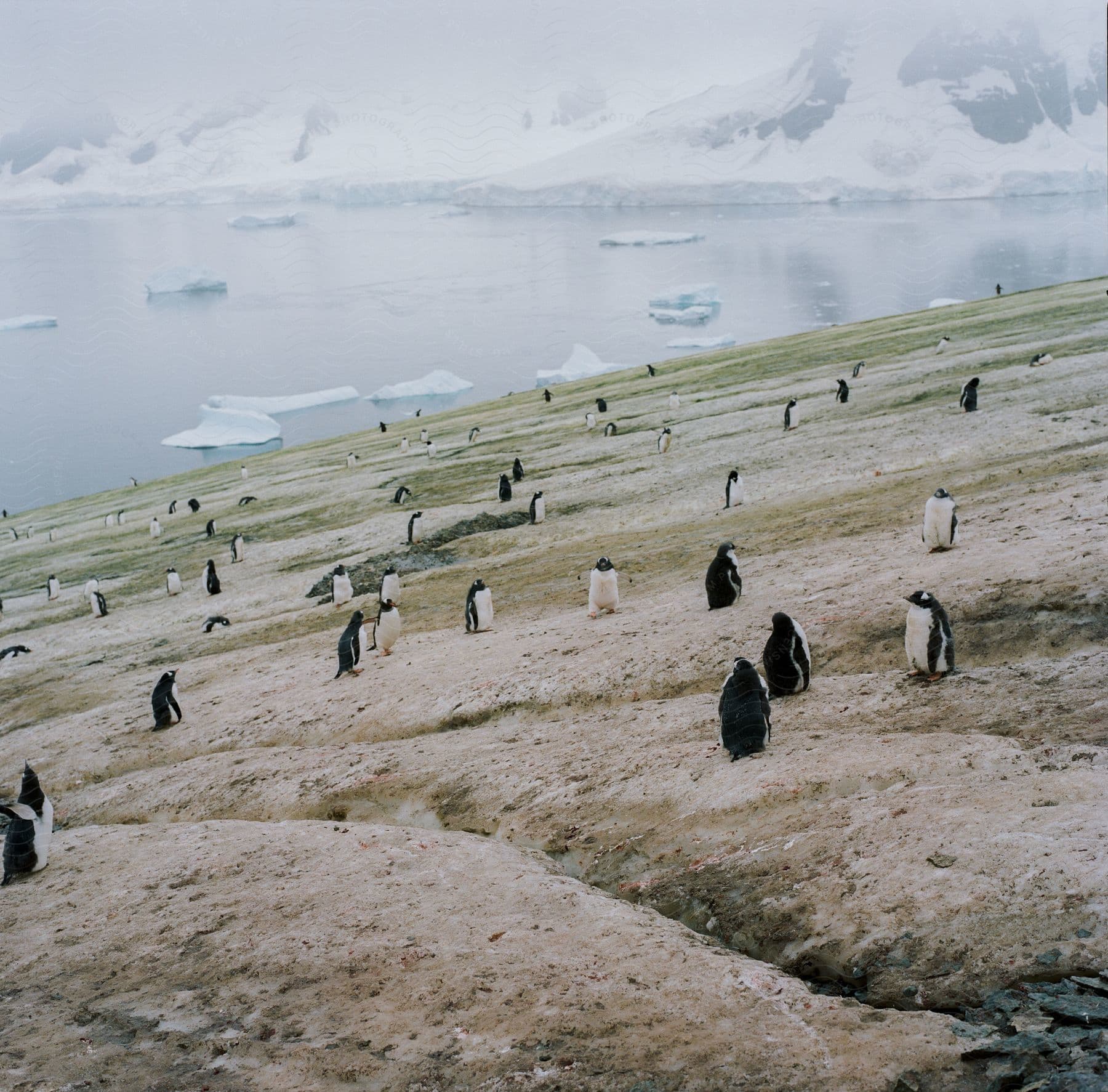 A group of penguins near a partially melted body of water and frozen mountains in antarctica