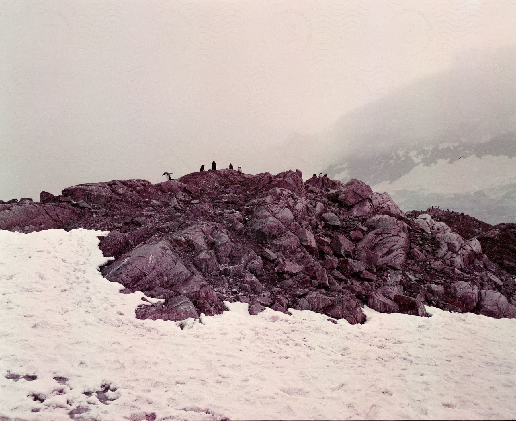 Penguins stand on a rocky hill in a snowy field in antarctica