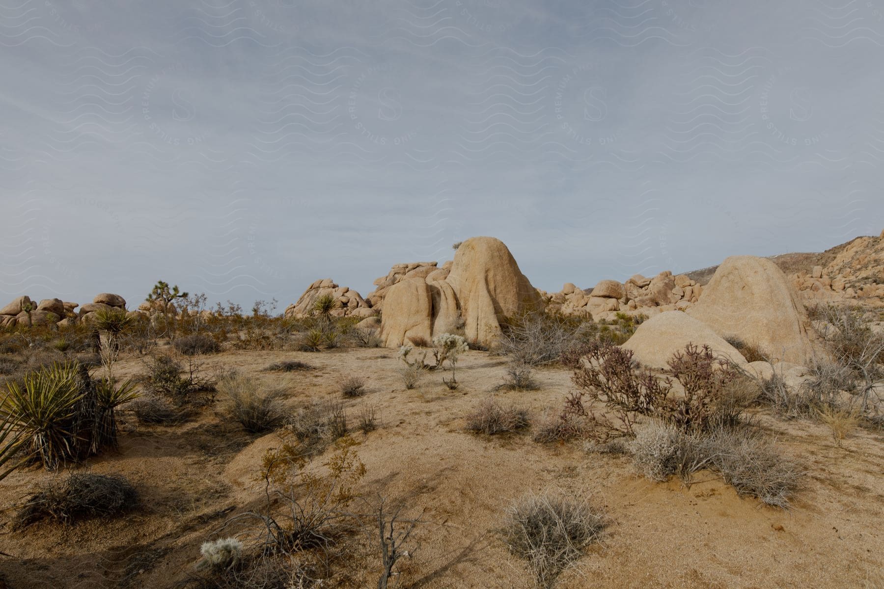 Rocks and desert plants in the sandy desert