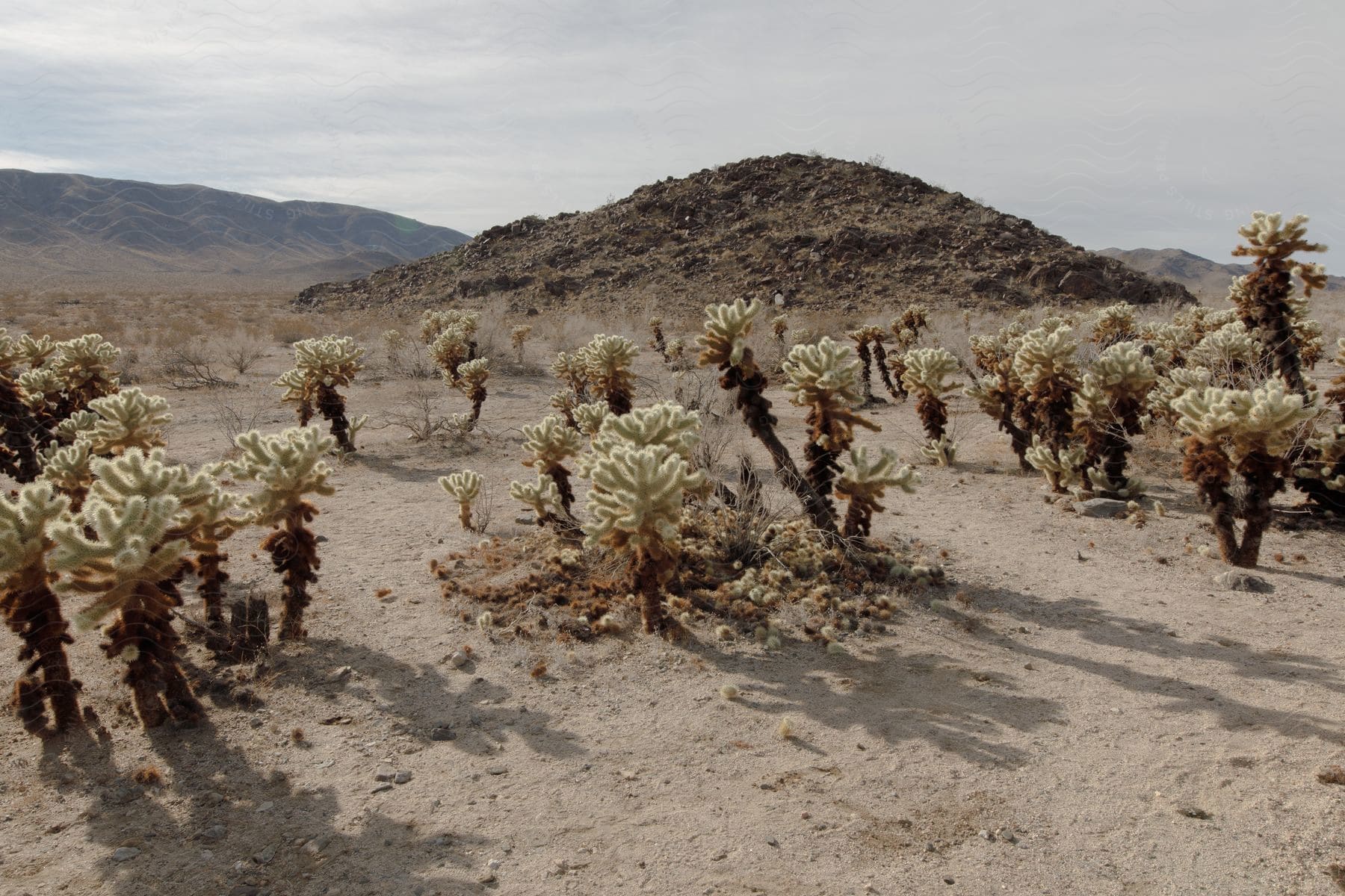 Jumping cholla cactus garden in the american desert with mountains and sky in the background